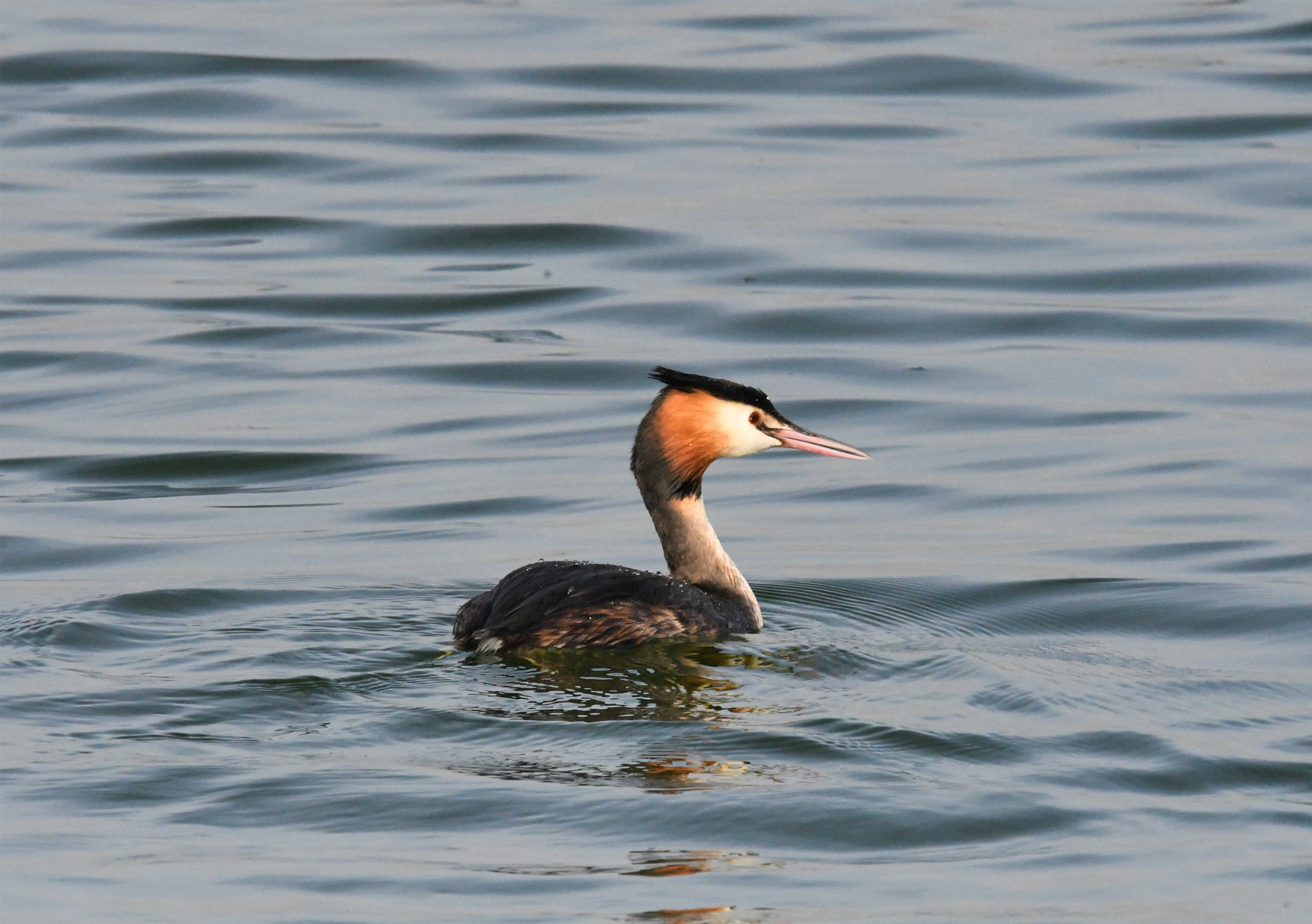 Sigma 150-600mm F5-6.3 DG OS HSM | S sample photo. D photography