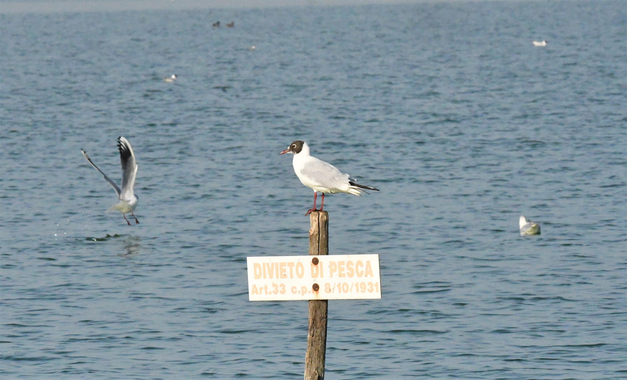 Sigma 150-600mm F5-6.3 DG OS HSM | S sample photo. D photography