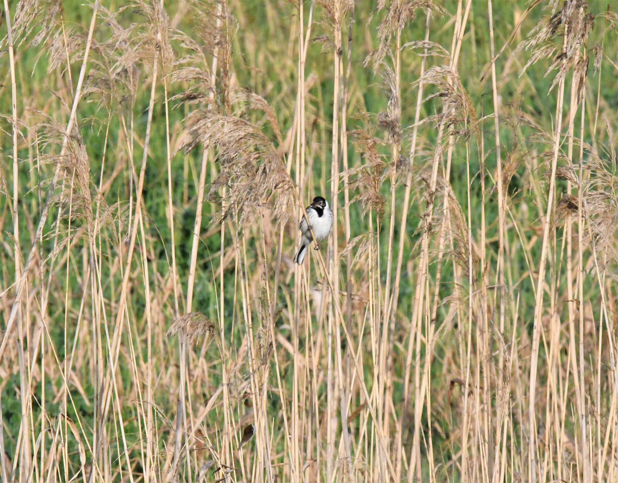 Sigma 150-600mm F5-6.3 DG OS HSM | S sample photo. D photography