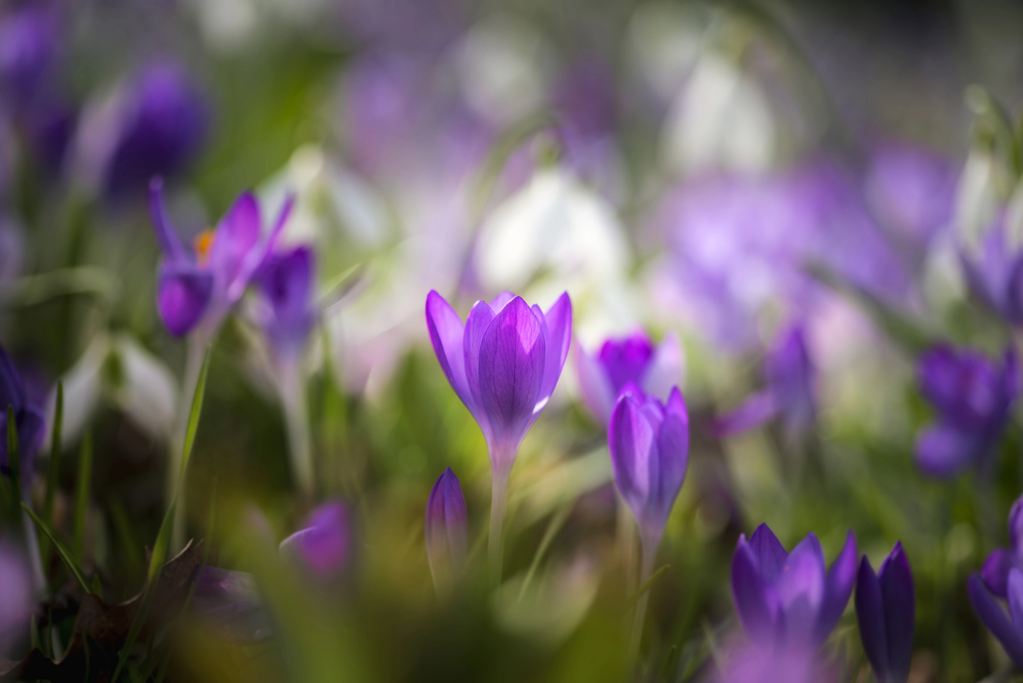 Nikon D800 + Sigma 105mm F2.8 EX DG Macro sample photo. Stunning vibrant crocus flowers in spring on forest floor photography