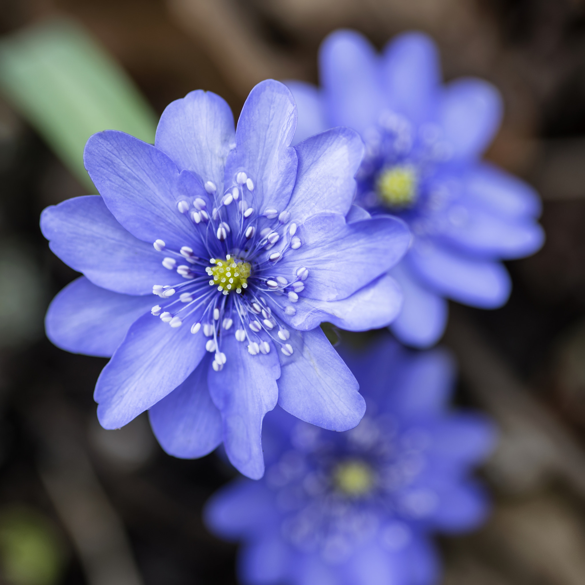 Nikon D800 + Sigma 105mm F2.8 EX DG Macro sample photo. Stunning close up of lavender blue flower in bloom in spring wit photography