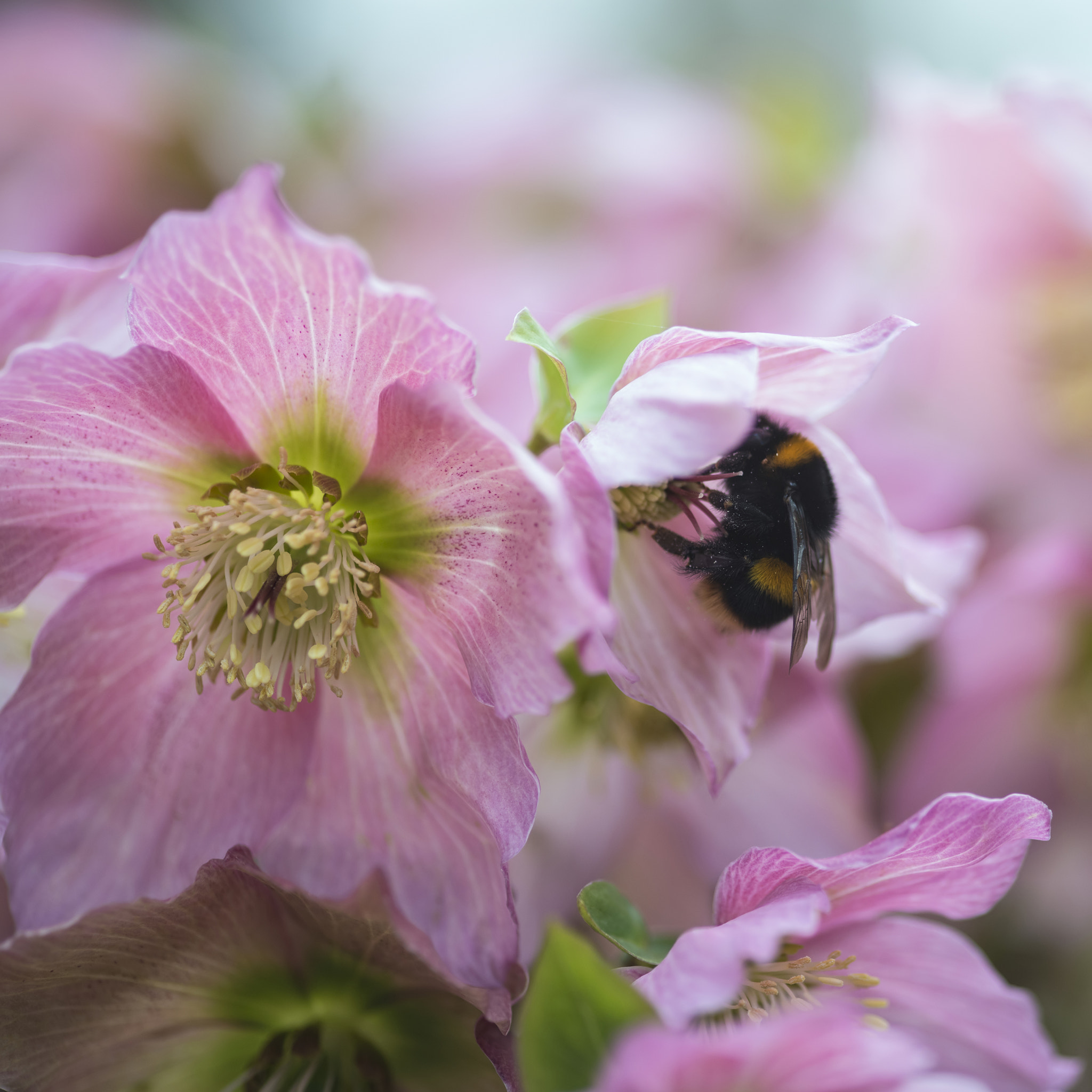 Nikon D800 + Sigma 105mm F2.8 EX DG Macro sample photo. Helleborous walberton's rosemary walhero flower with bumble bee photography