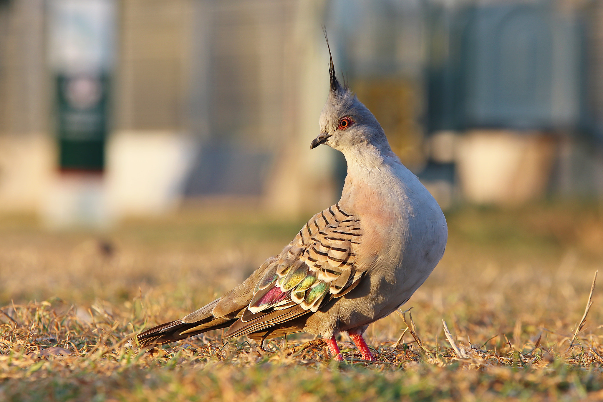 Sigma 70-200mm F2.8 EX DG OS HSM sample photo. Crested pigeon photography