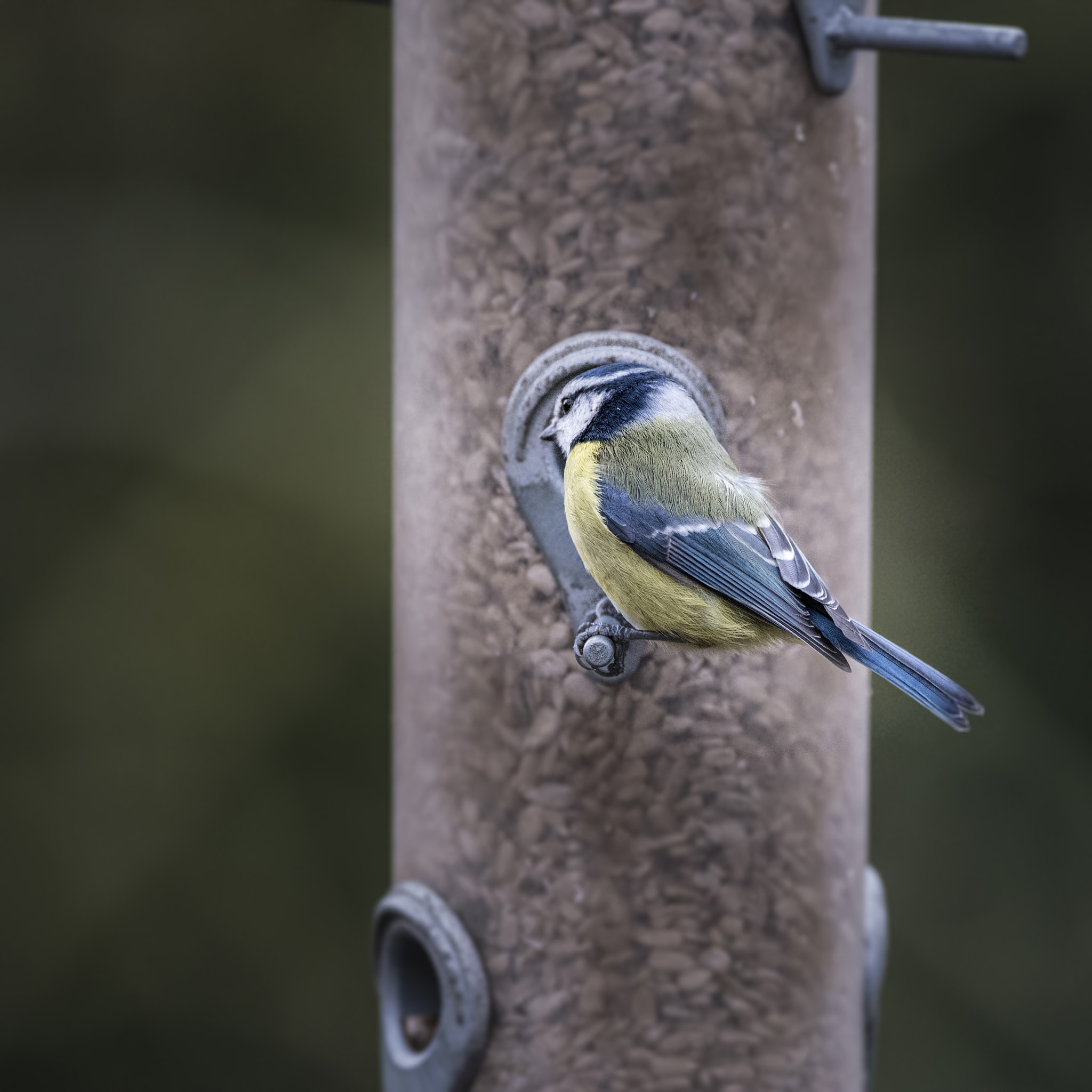 Sigma 150-600mm F5-6.3 DG OS HSM | C sample photo. Beautiful blue tit eurasian cyanistes caeruleus bird on garden f photography