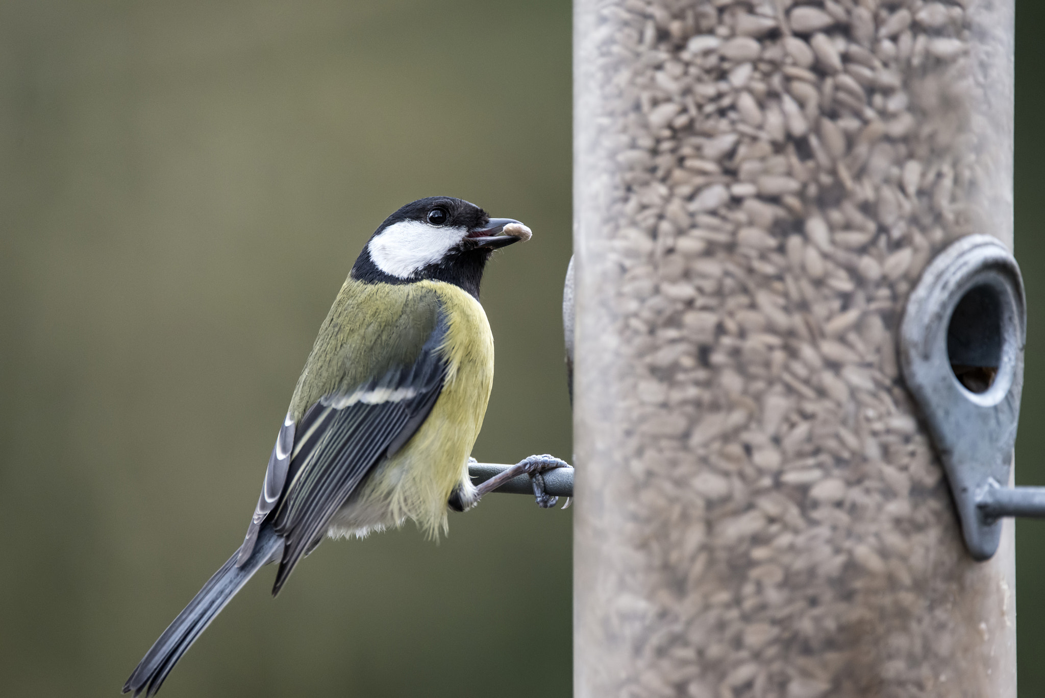 Sigma 150-600mm F5-6.3 DG OS HSM | C sample photo. Beautiful great tit parus major on garden bird feeder photography