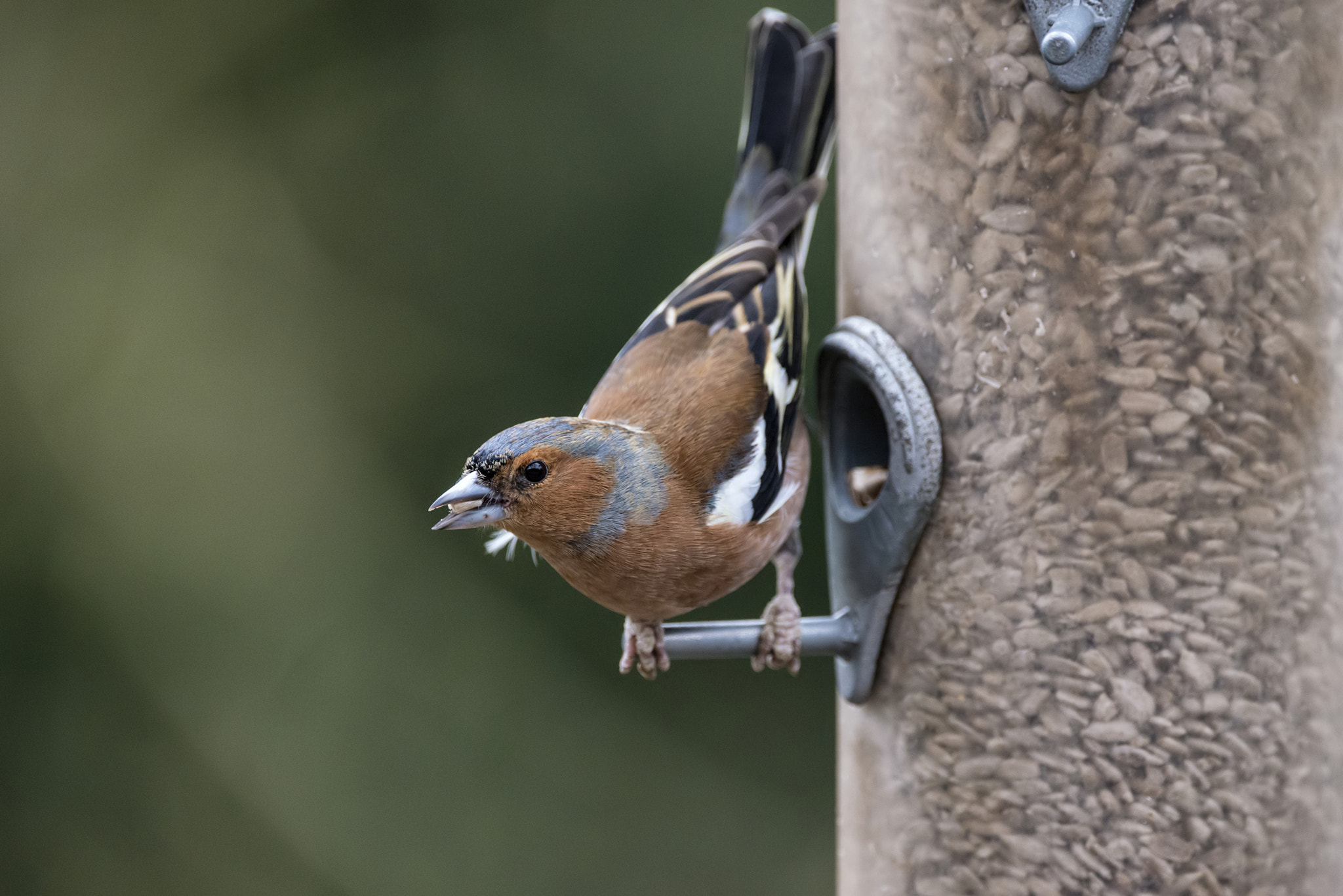 Sigma 150-600mm F5-6.3 DG OS HSM | C sample photo. Beautiful chaffinch fringilla coelebs on garden bird feeder photography