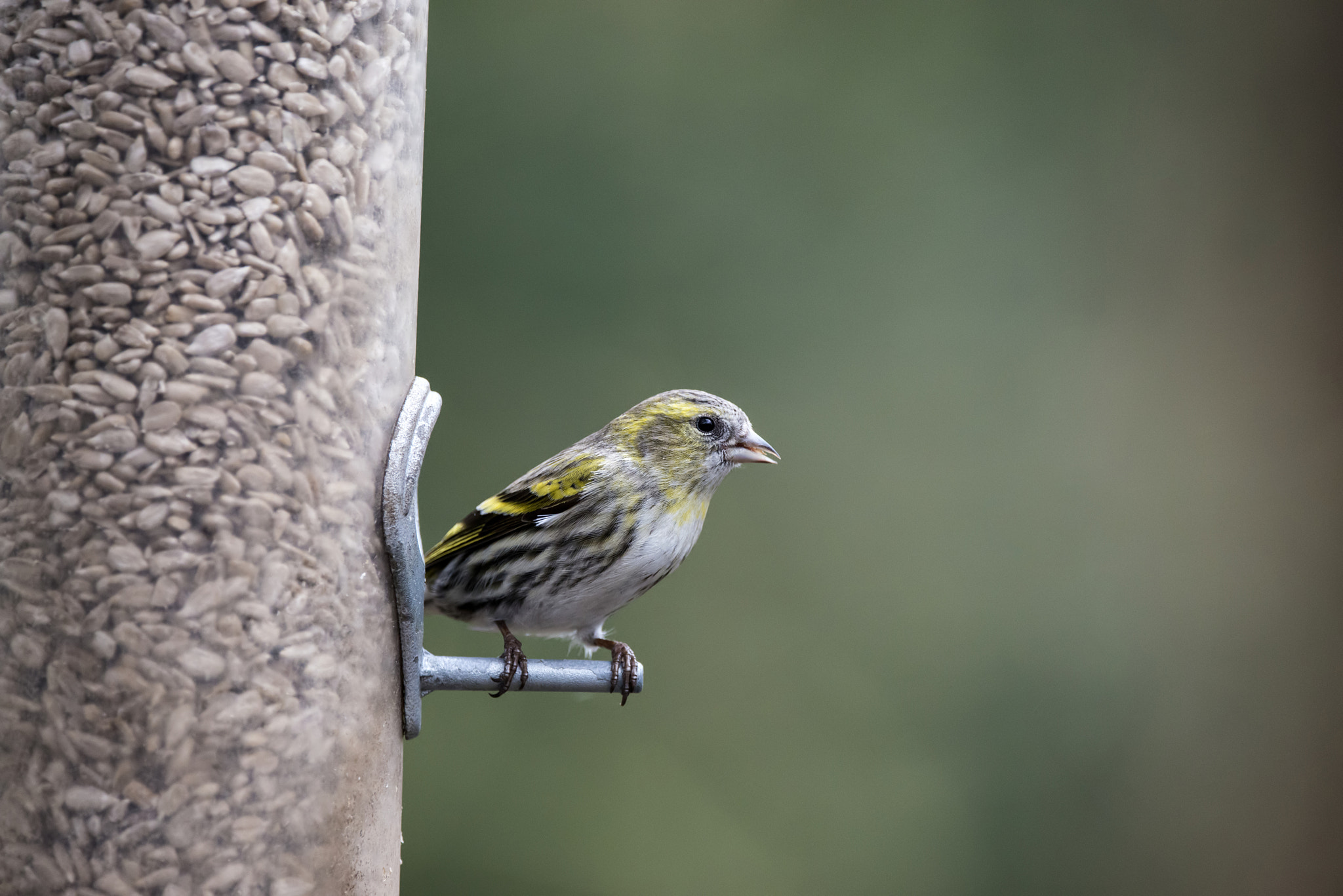 Sigma 150-600mm F5-6.3 DG OS HSM | C sample photo. Beautiful yellowhammer emberiza citrinella on garden bird feeder photography