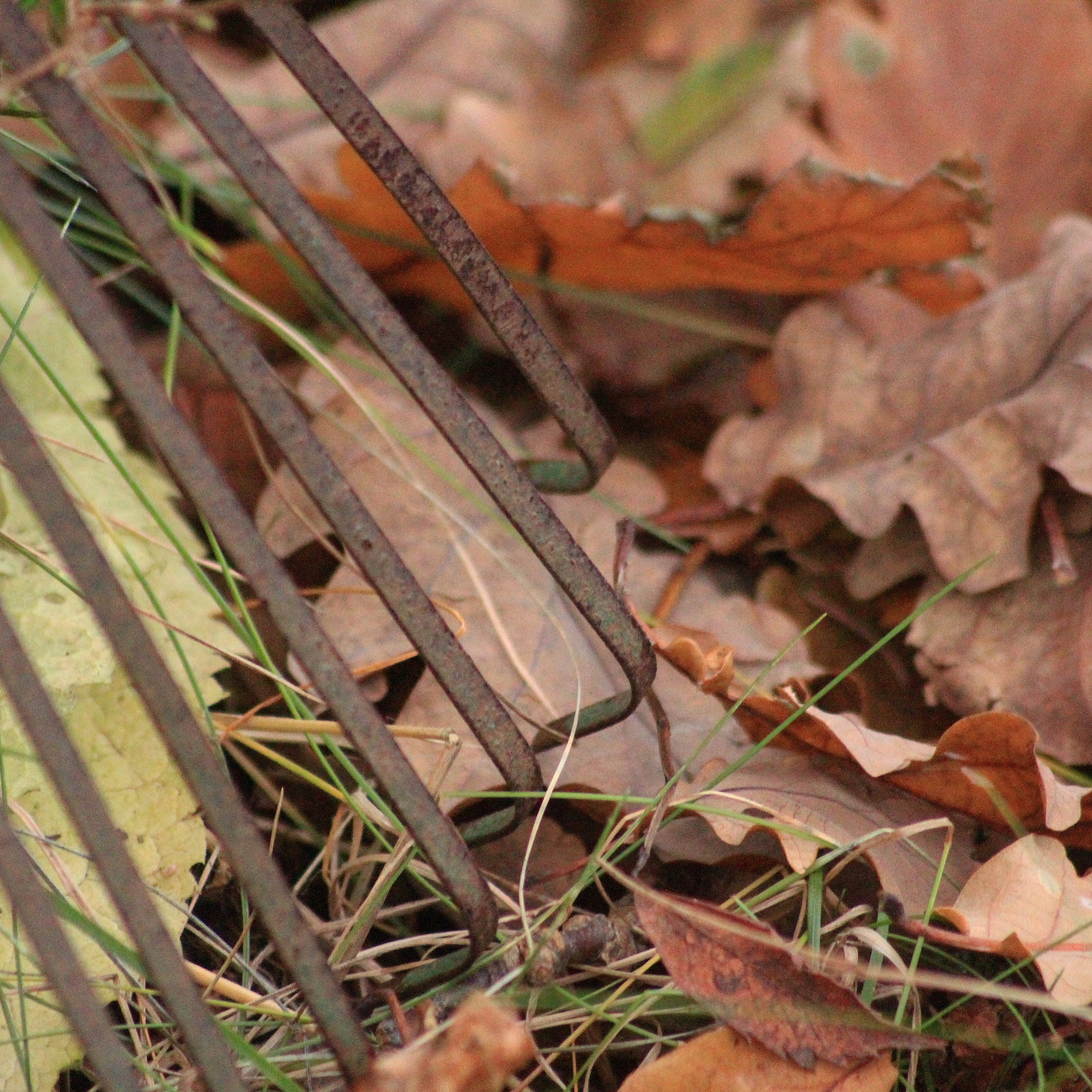 Canon EOS 1200D (EOS Rebel T5 / EOS Kiss X70 / EOS Hi) + Canon 70-300mm sample photo. Time to clear the ground from the leaves photography