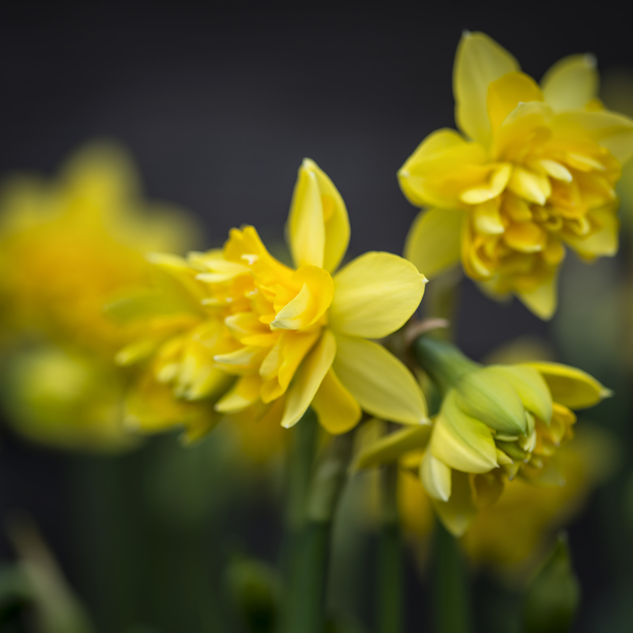 Nikon D800 + Sigma 105mm F2.8 EX DG Macro sample photo. Stunning narcissus tete boucle buttercup daffodils in full bloom photography