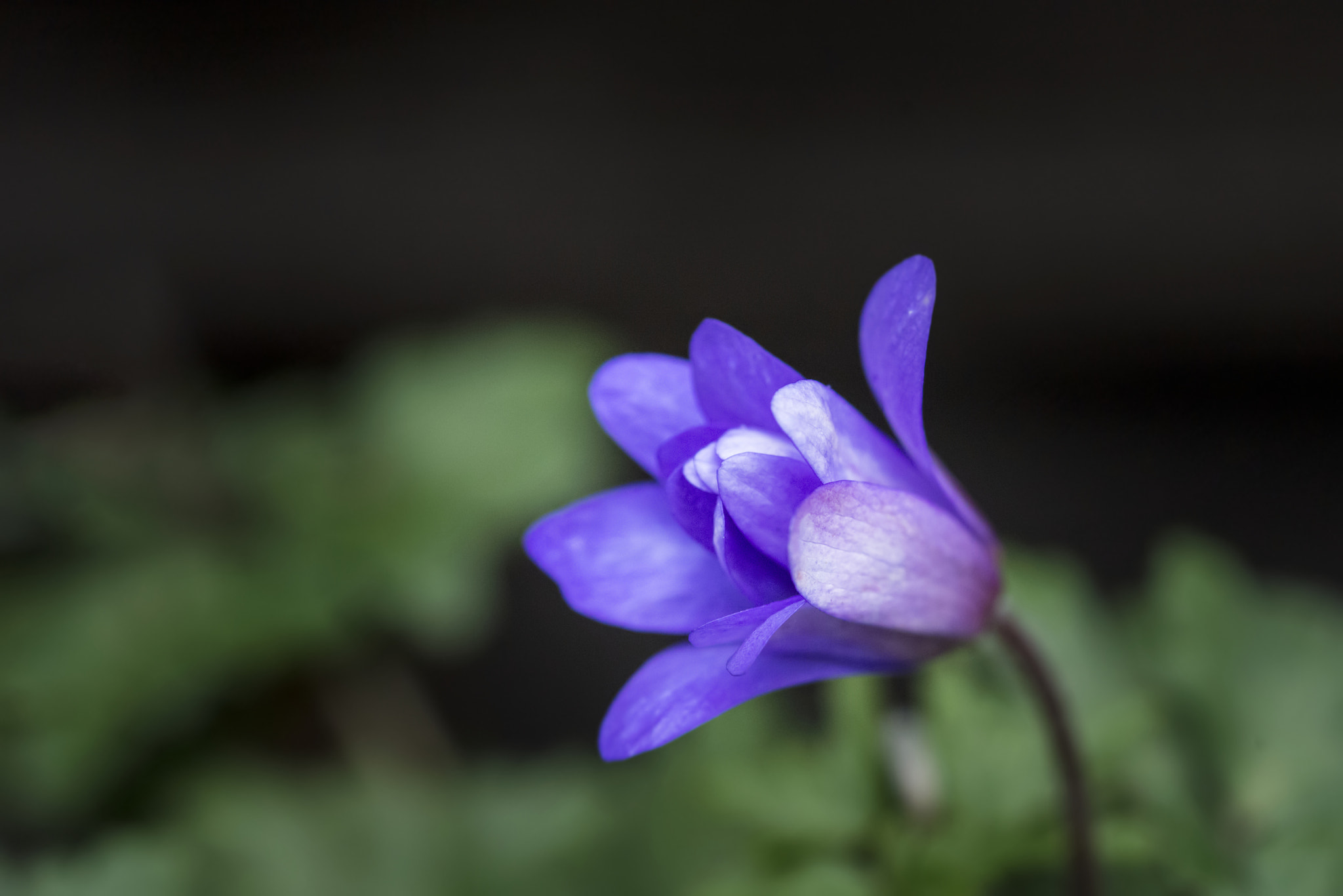 Nikon D800 + Sigma 105mm F2.8 EX DG Macro sample photo. Stunning blue wildflower anemone blande flower in spring forest photography