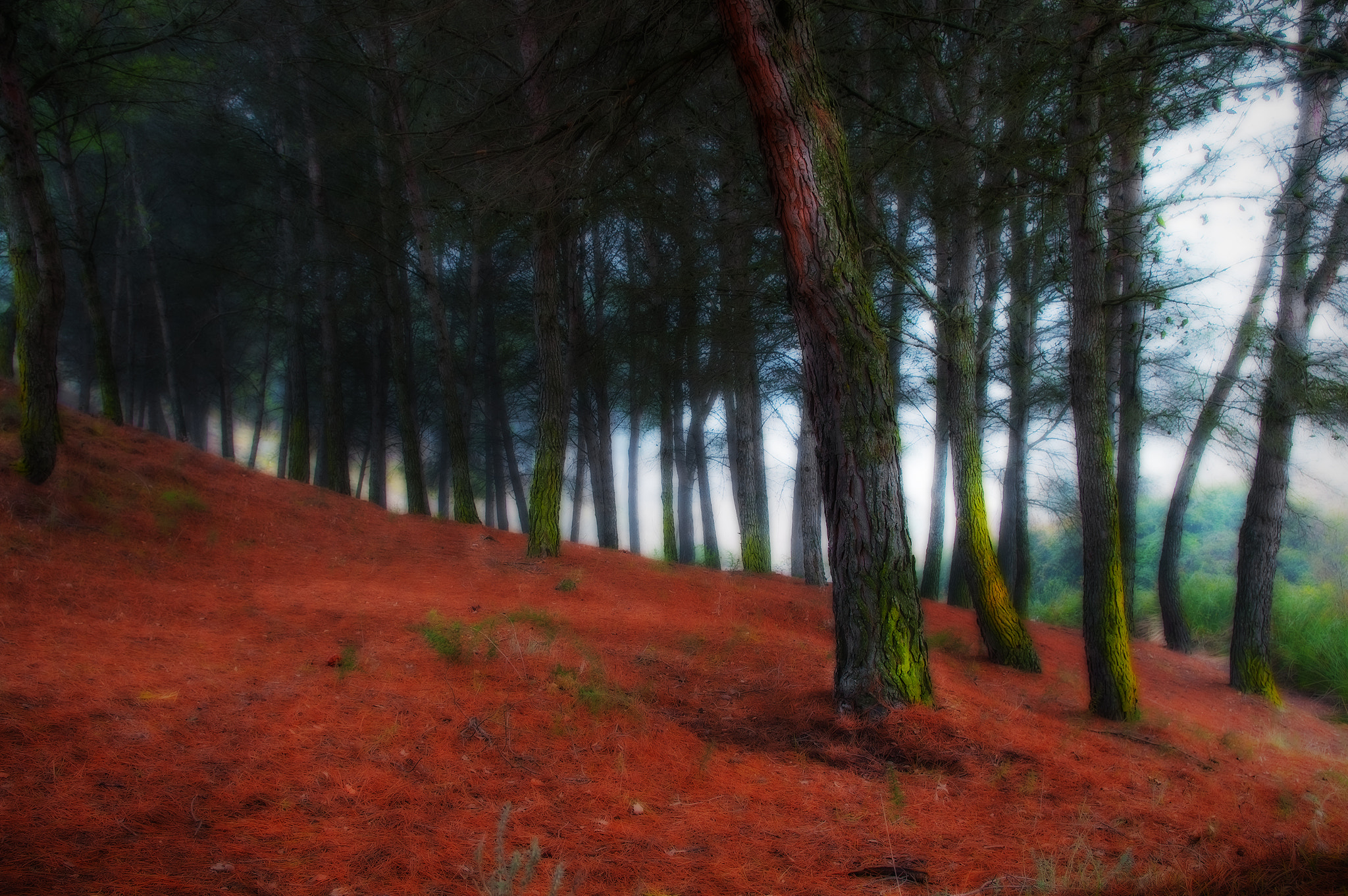 Sigma 17-50mm F2.8 EX DC OS HSM sample photo. 0011bosq photography