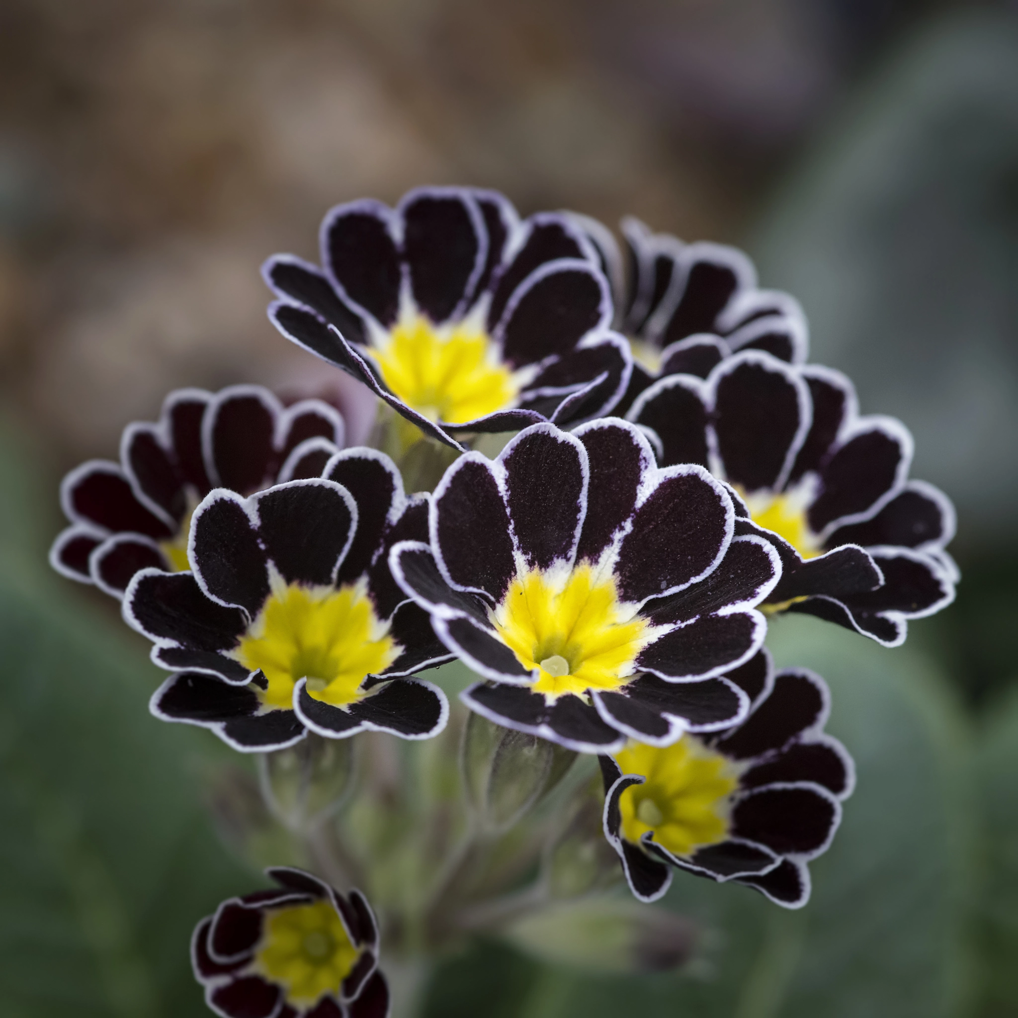 Nikon D800 + Sigma 105mm F2.8 EX DG Macro sample photo. Stunning polyanthus silver lace primula flower in full bloom photography