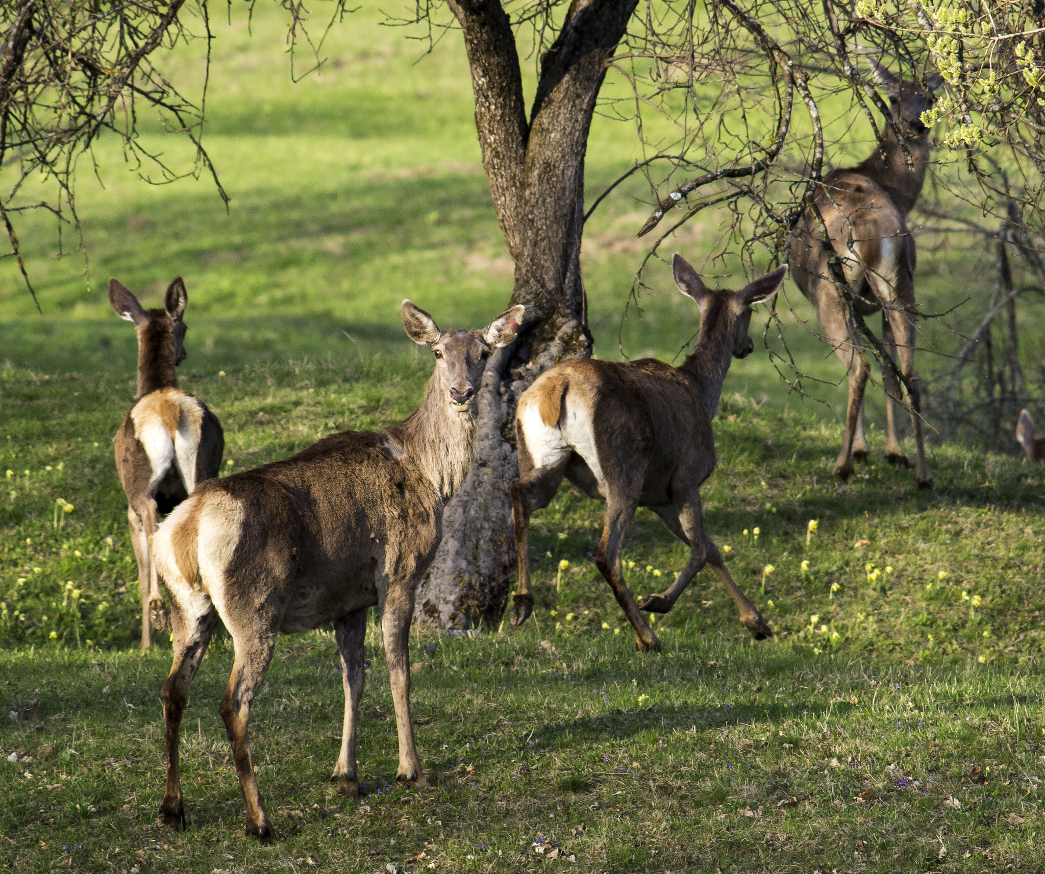 Olympus E-5 + Olympus Zuiko Digital ED 150mm F2.0 sample photo. Red deers photography