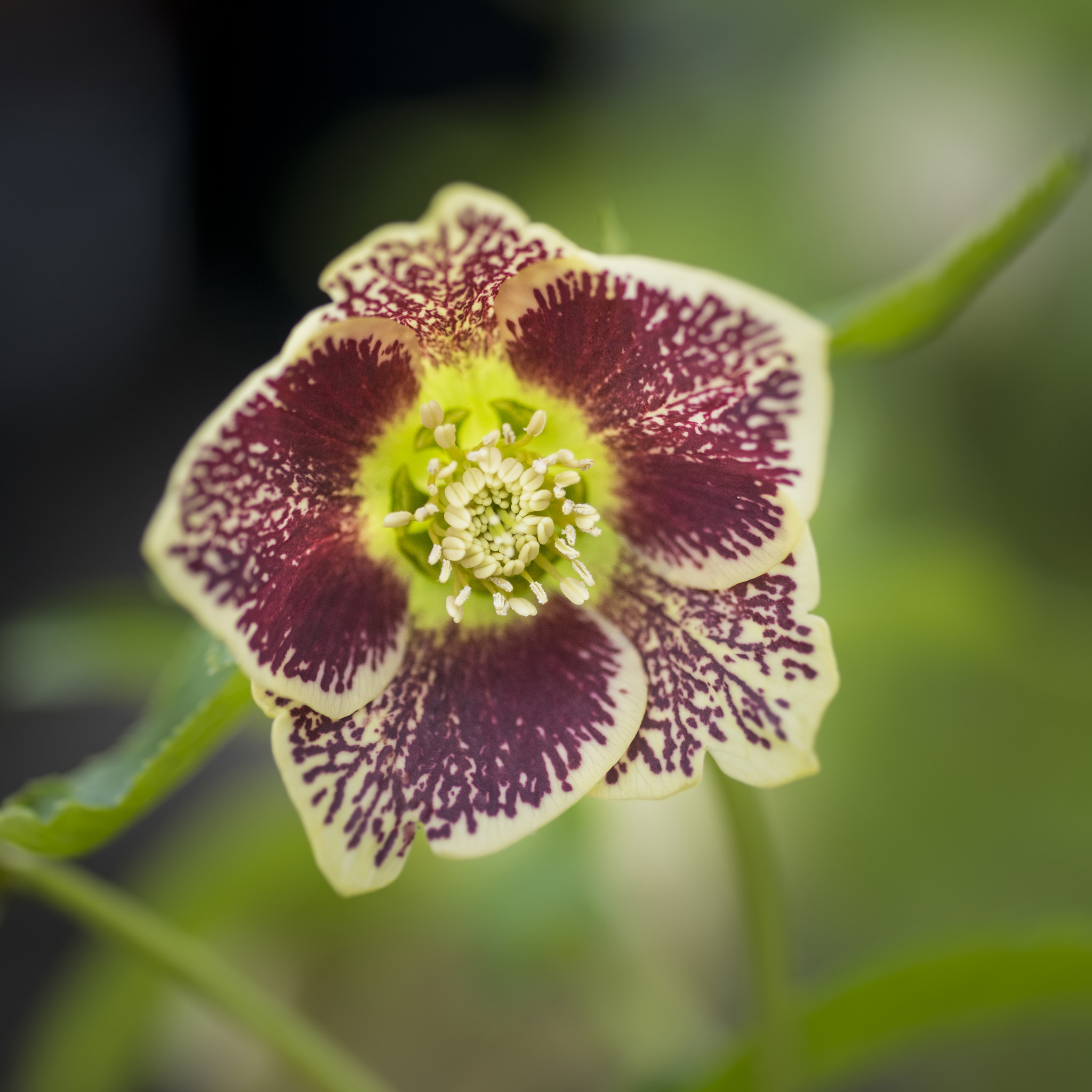 Nikon D800 + Sigma 105mm F2.8 EX DG Macro sample photo. Stunning close up of helleborous orientalis harvington yellow sp photography