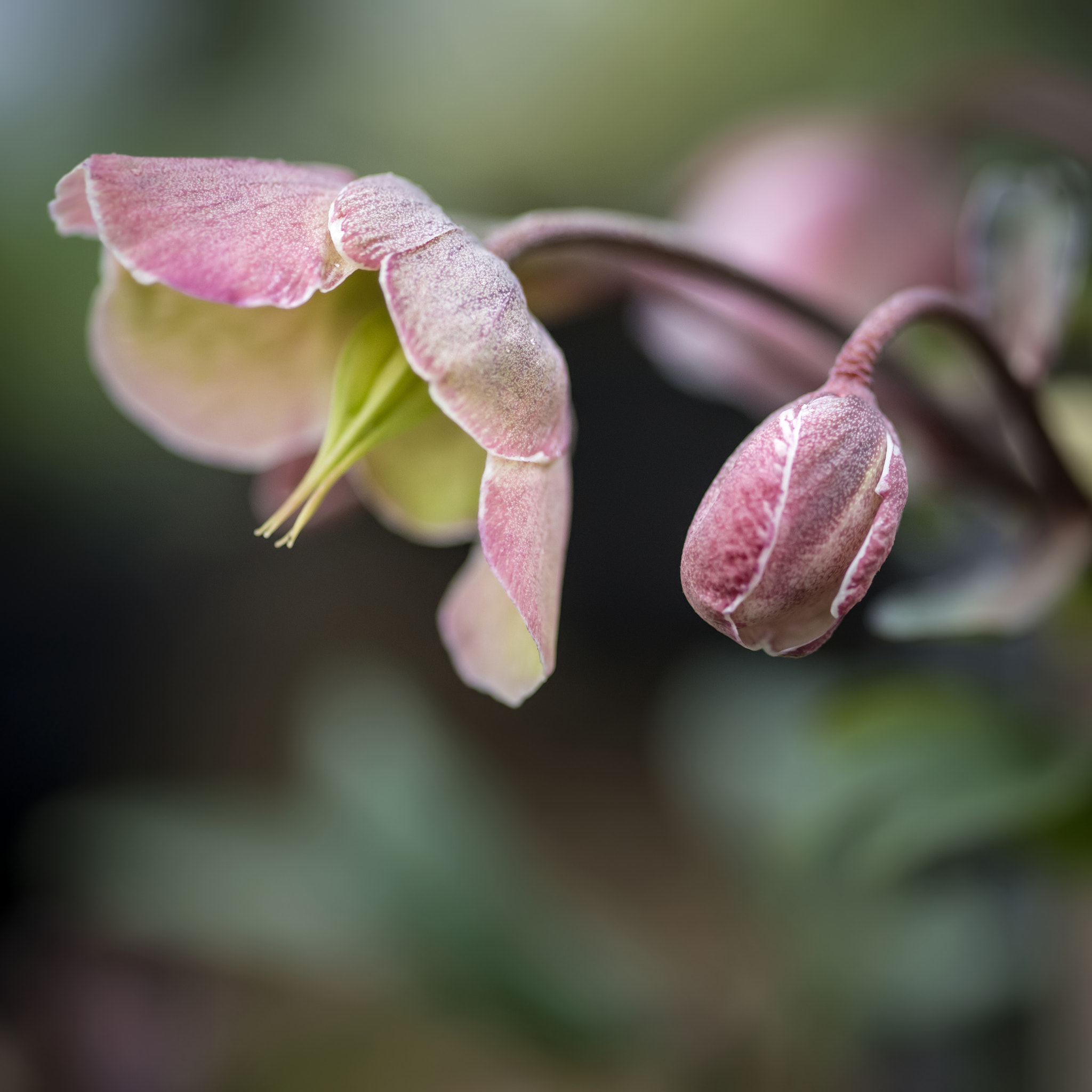 Nikon D800 + Sigma 105mm F2.8 EX DG Macro sample photo. Stunning helleborous winterbells flower in full bloom photography