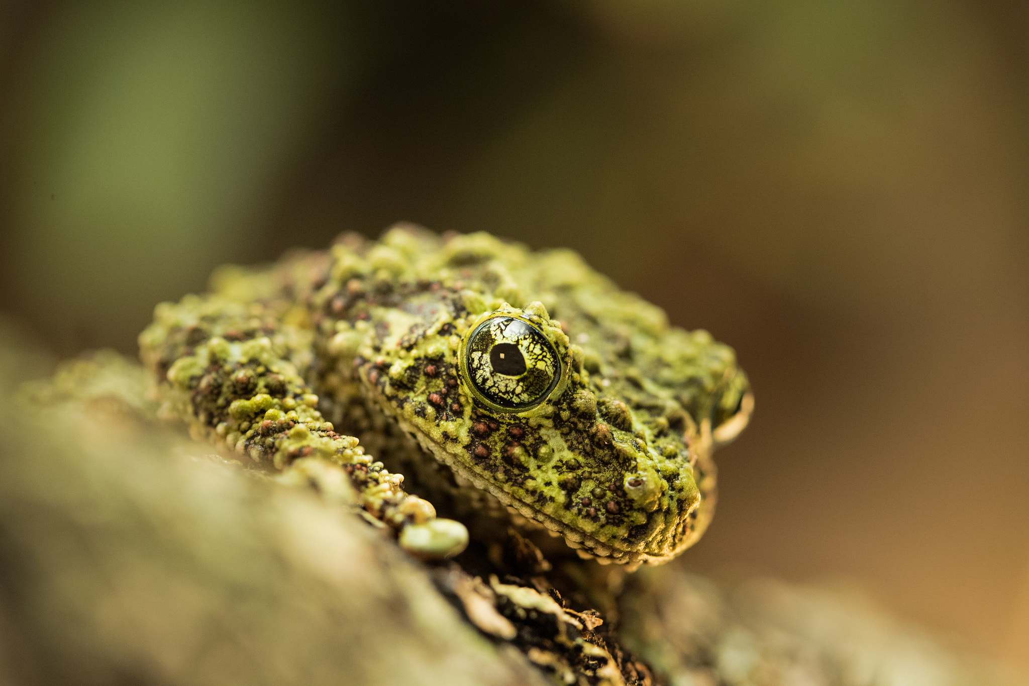 Canon EF 100mm F2.8L Macro IS USM sample photo. Mossy frog (theloderma corticale) photography