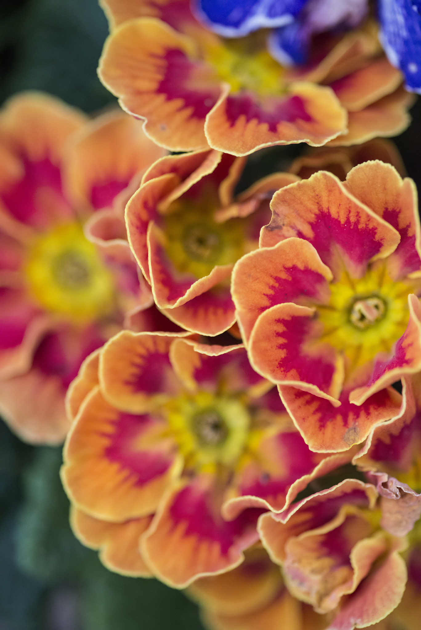 Nikon D800 + Sigma 105mm F2.8 EX DG Macro sample photo. Beautiful spring flower bedding flowers in full vibrant bloom photography