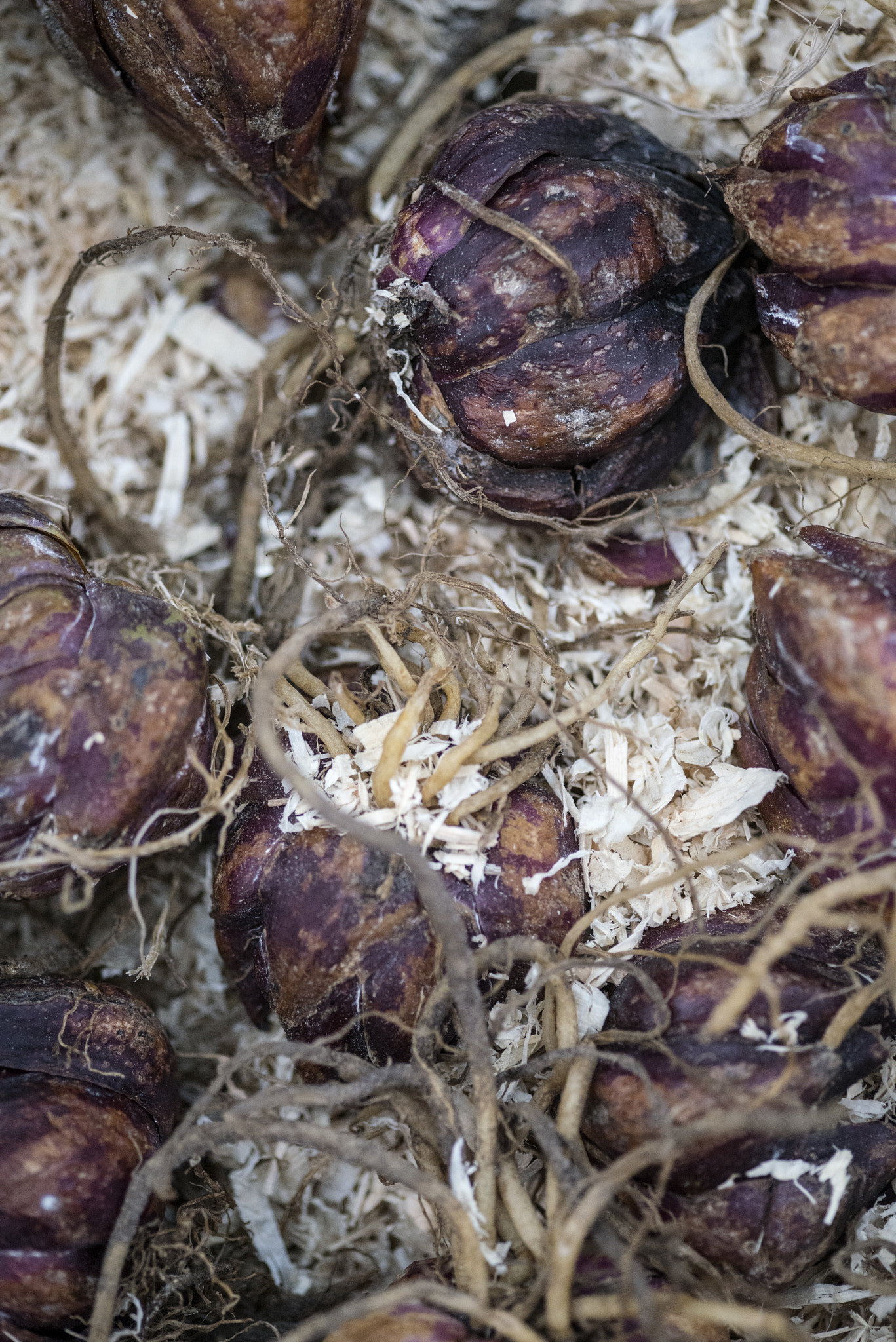 Nikon D800 + Sigma 105mm F2.8 EX DG Macro sample photo. Box of lily lilium regale bulbs ready to be planted in spring photography