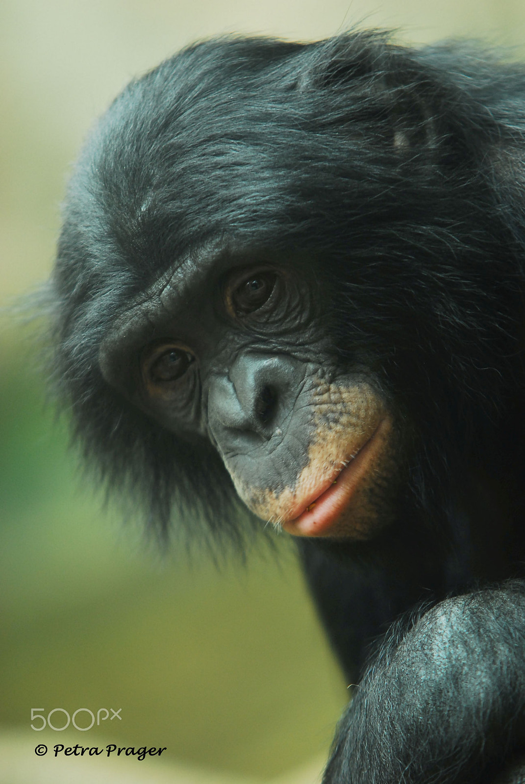 Nikon D200 sample photo. Bonobo photography