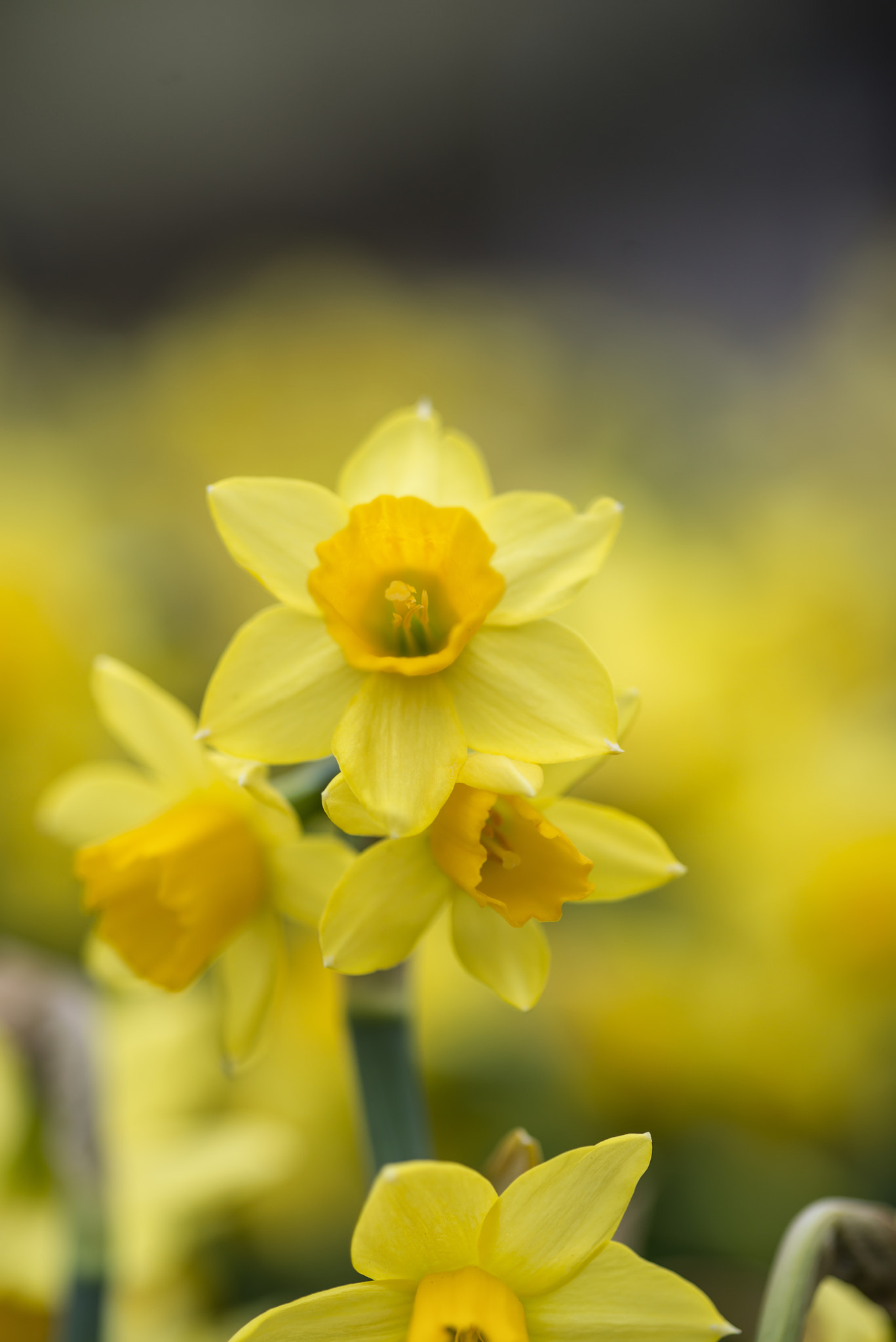 Nikon D800 + Sigma 105mm F2.8 EX DG Macro sample photo. Stunning narcissus daffodil flower in full bloom in spring photography