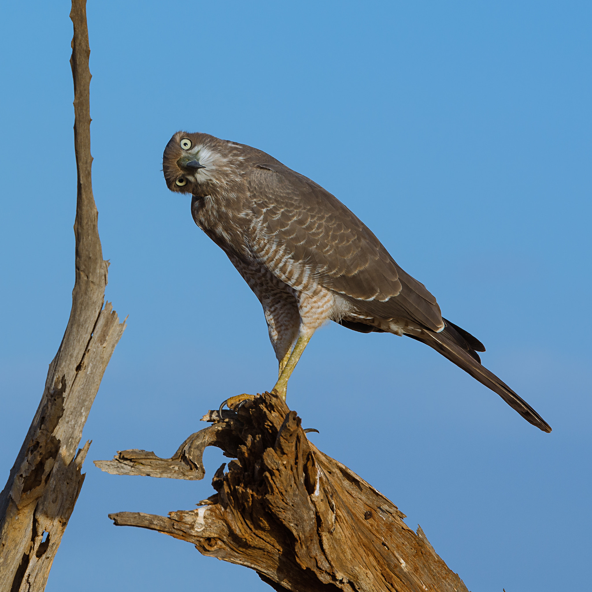 Tamron SP 70-200mm F2.8 Di VC USD sample photo. Ovambo sparrowhawk (accipiter ovampensis)ii photography
