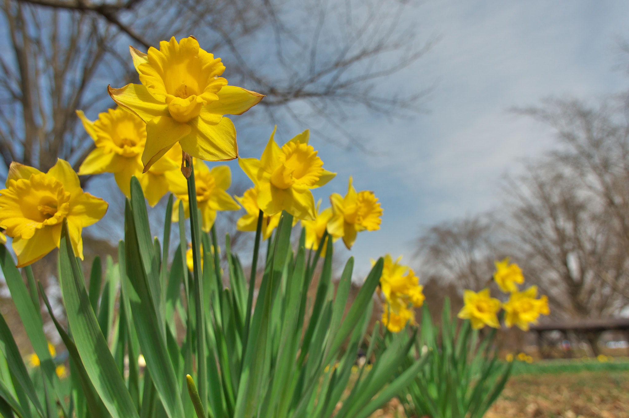 Pentax K-3 sample photo. Face up and wait for the spring to come.... photography