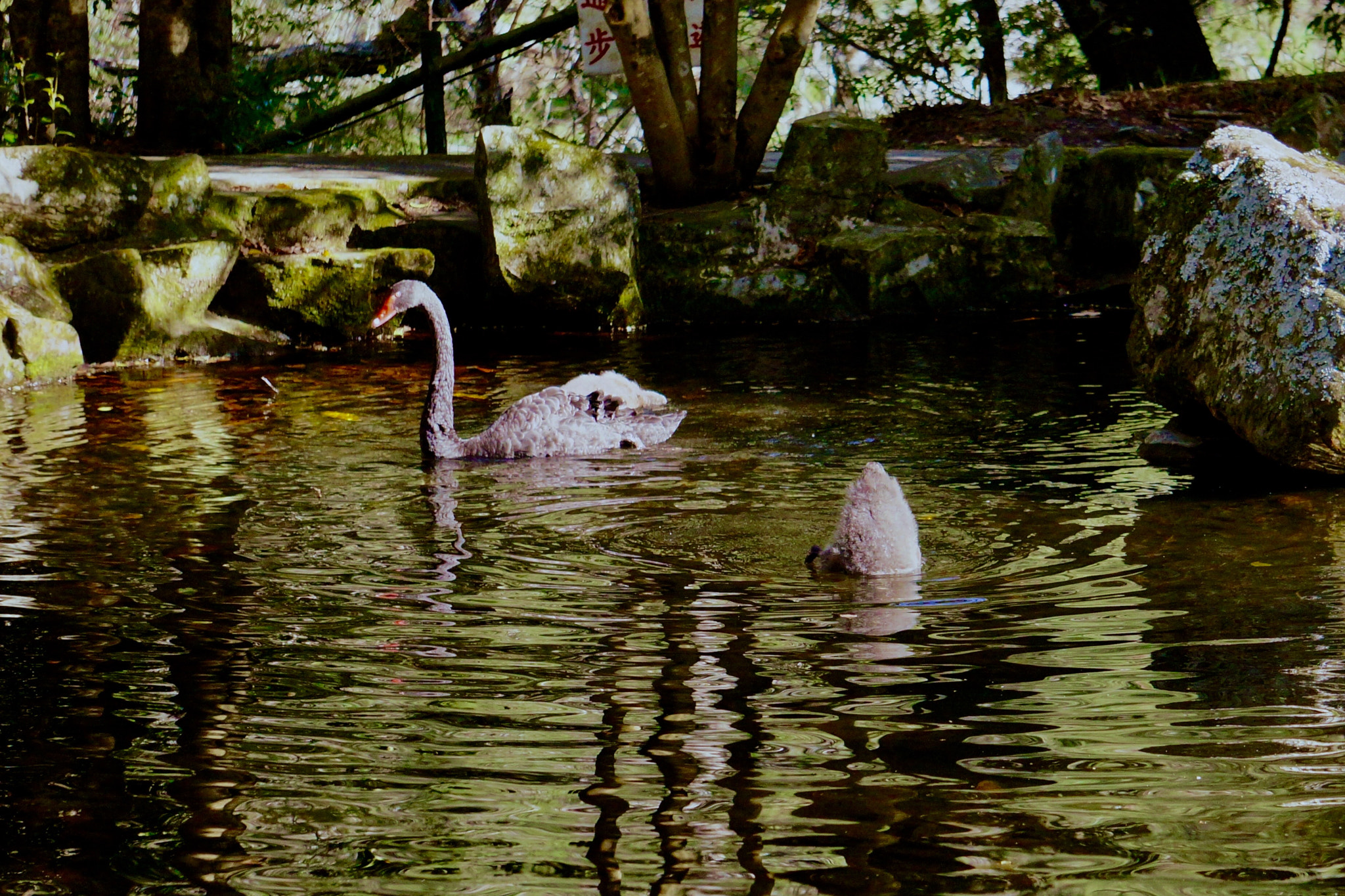 Sony FE 24-240mm F3.5-6.3 OSS sample photo. Black swan family in wuling farm, taiwan photography
