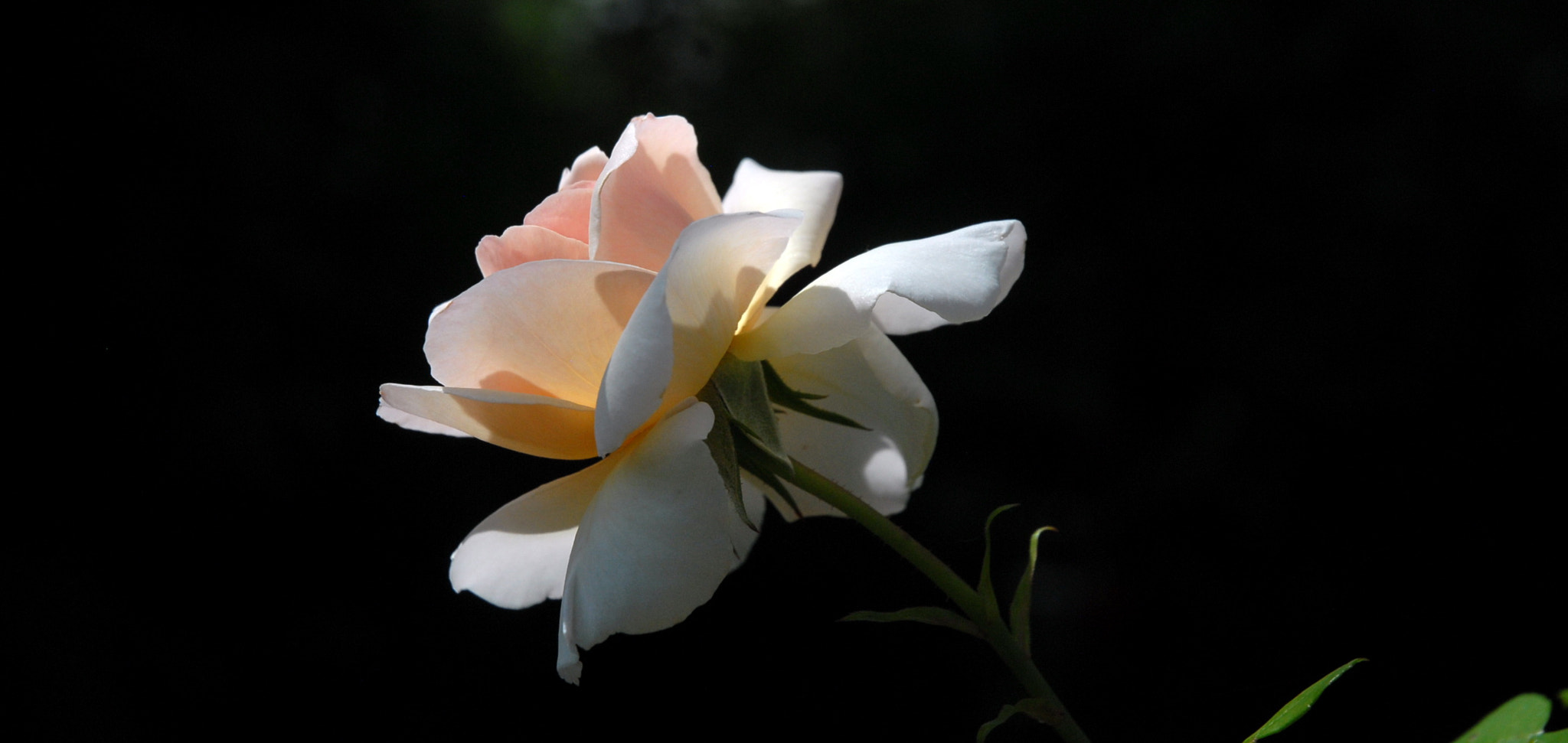 Nikon D200 sample photo. Rose photography