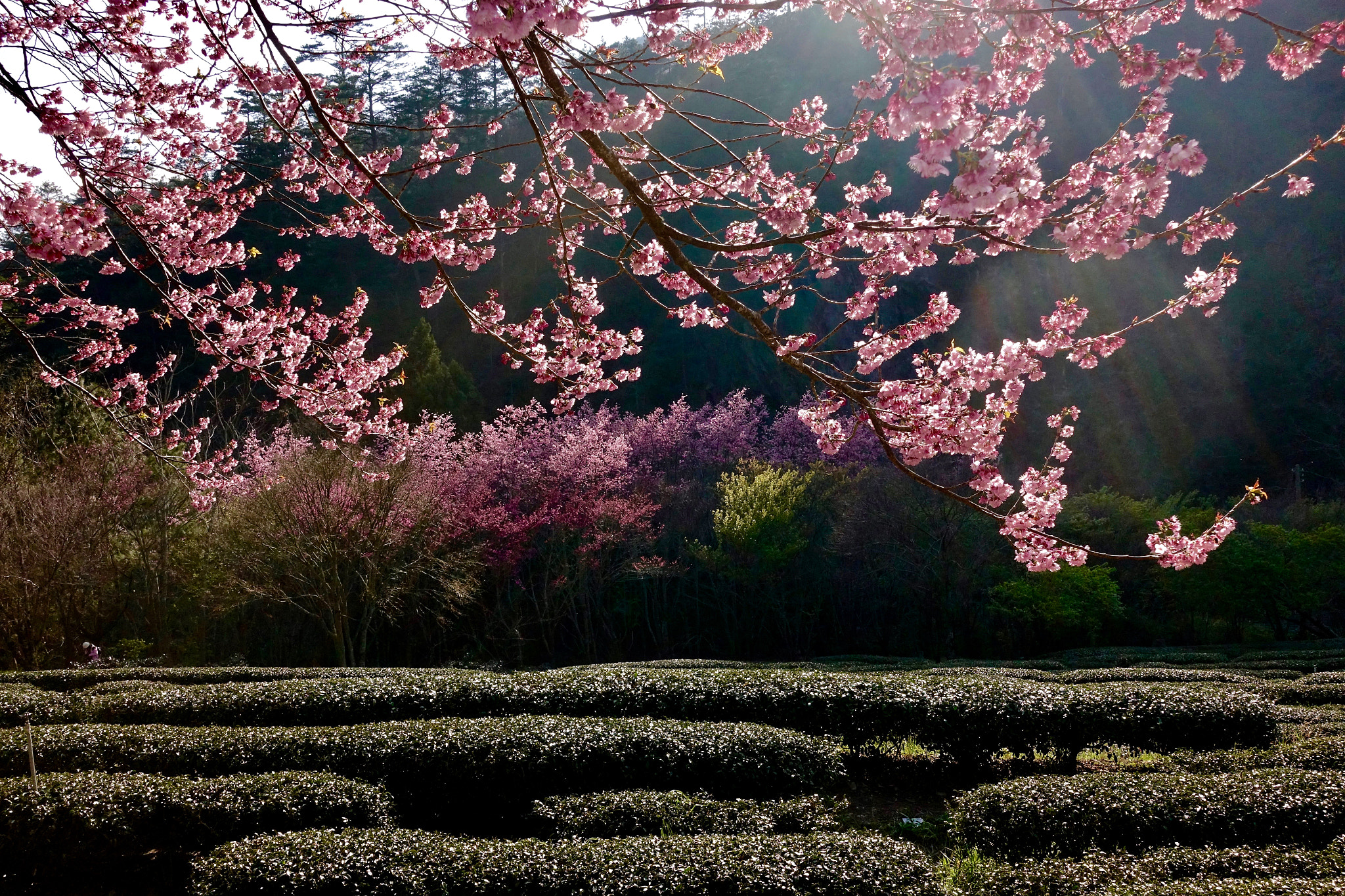 Sony DSC-RX100M5 + Sony 24-70mm F1.8-2.8 sample photo. Cherry blossoms in tea garden of wuling farm 武陵農場，taiwan photography