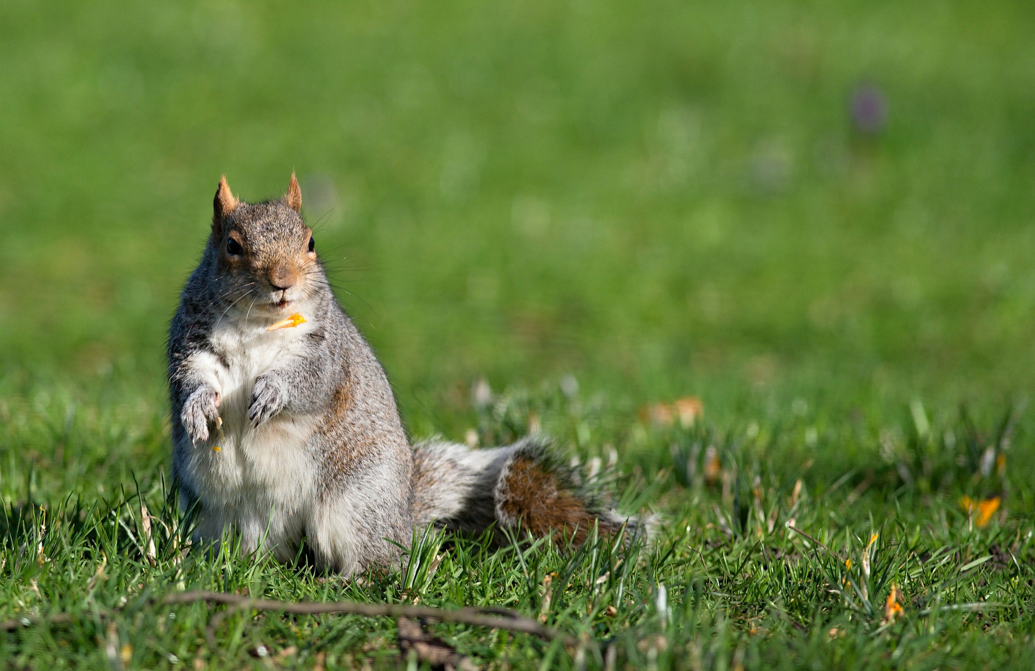 Nikon D610 + Nikon AF-S Nikkor 300mm F4D ED-IF sample photo. Eastern gray squirrel photography