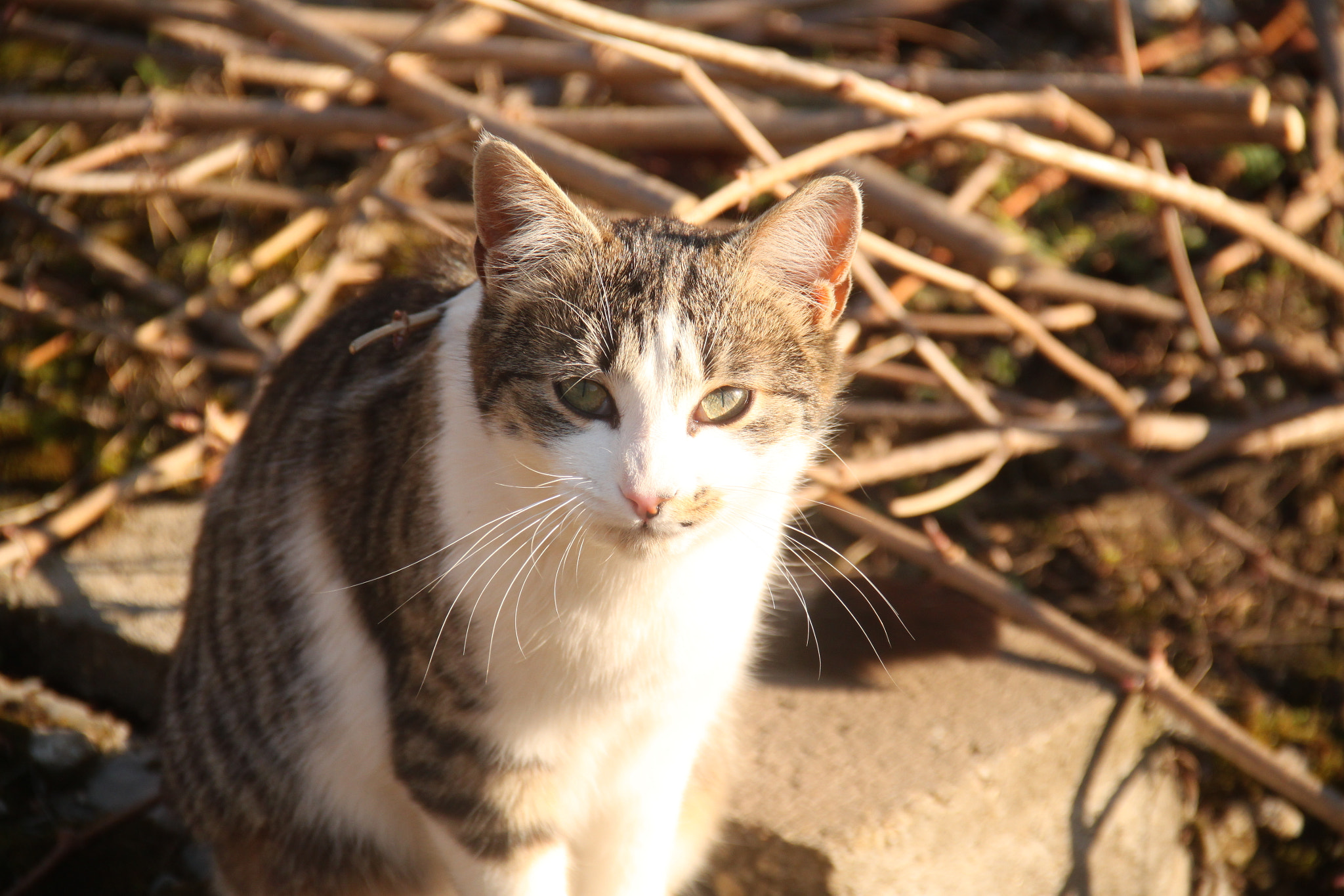 Canon EF-S 18-135mm F3.5-5.6 IS sample photo. Yoda photography