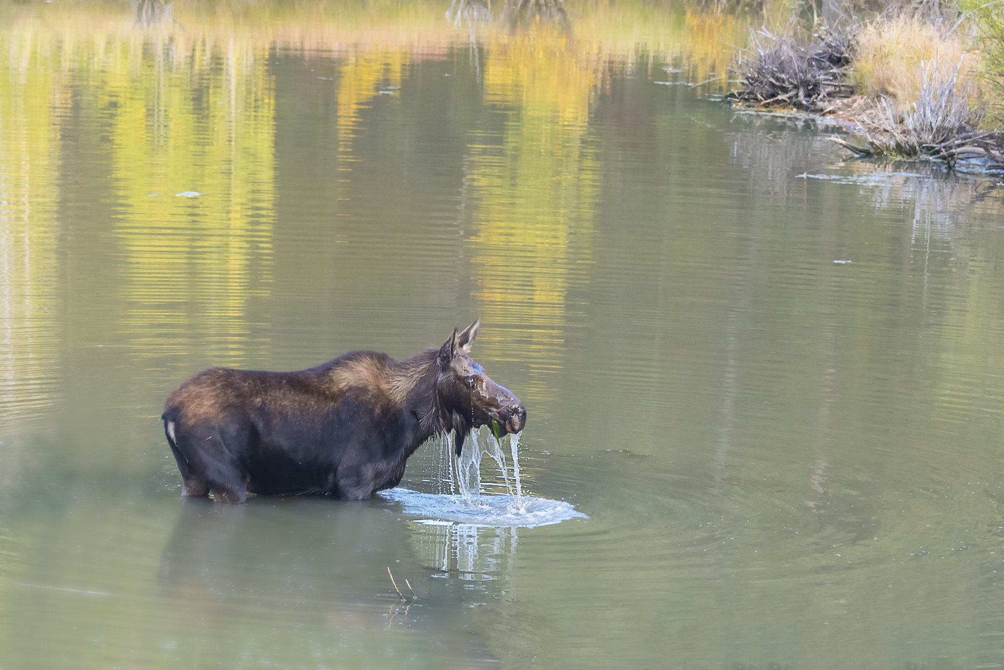 Nikon D500 sample photo. Moose eating from the water photography