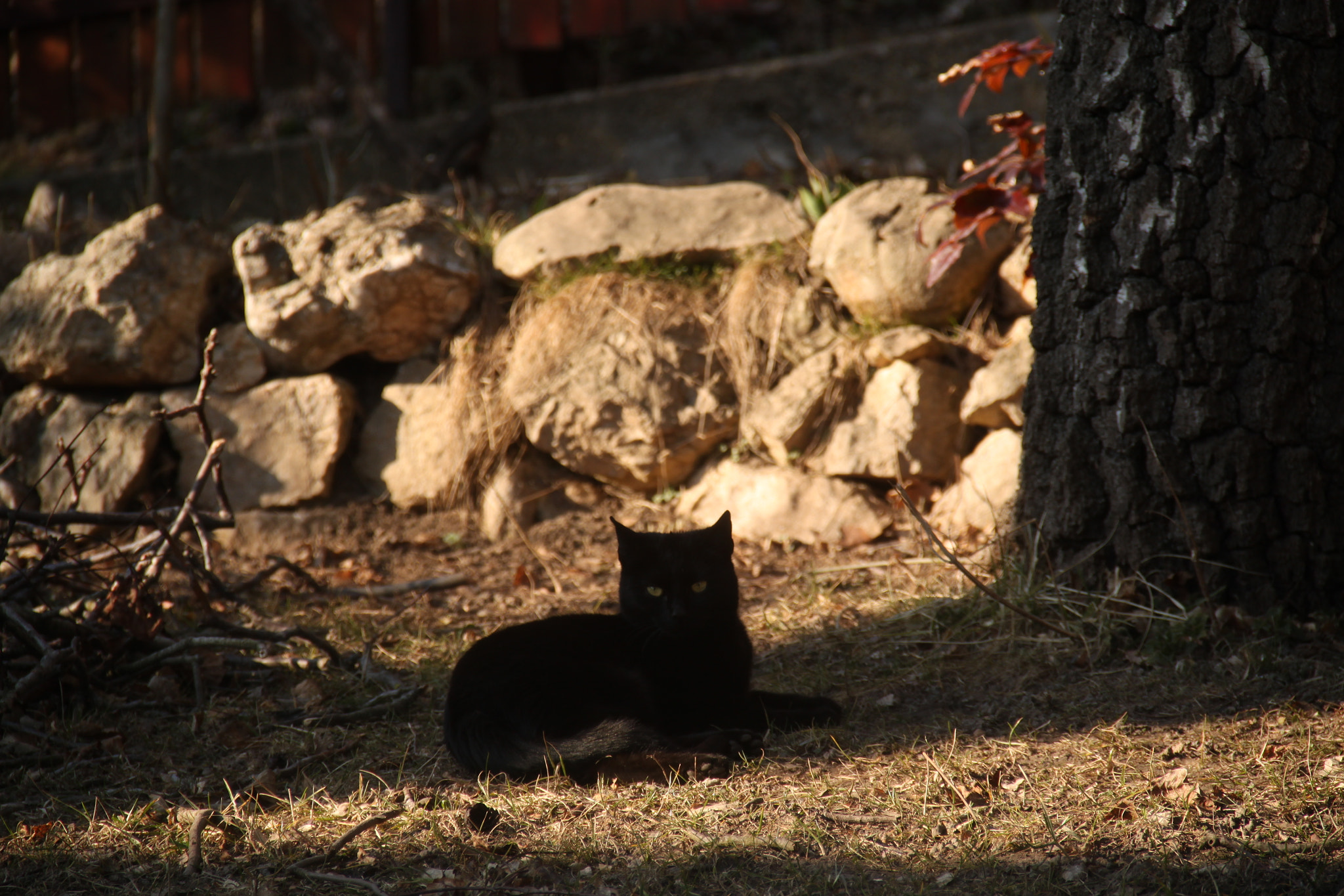 Canon EF-S 18-135mm F3.5-5.6 IS sample photo. Pipi photography