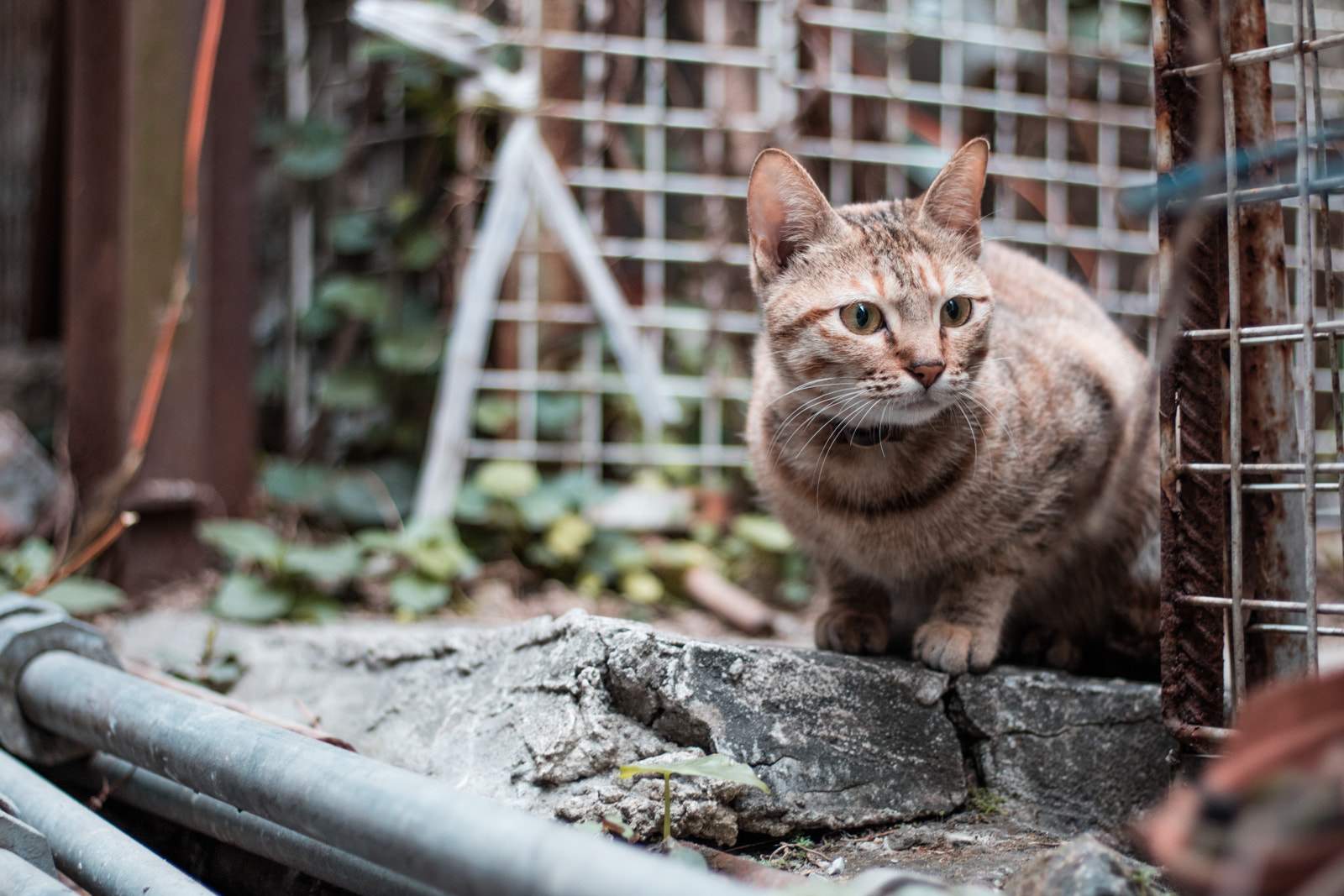 Canon EOS M3 + Canon EF 50mm F1.8 STM sample photo. Cat is all around photography