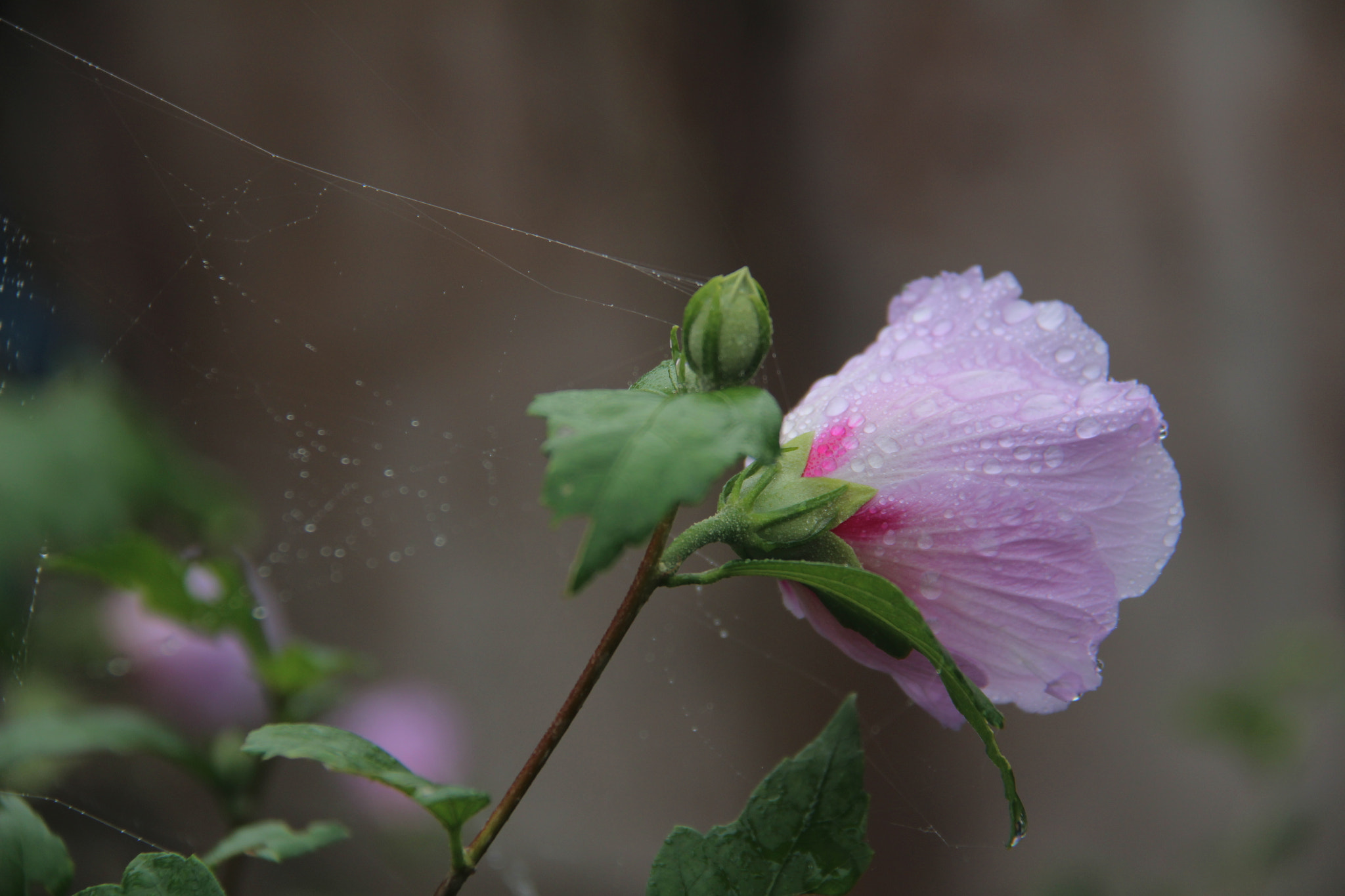 Canon EF-S 18-200mm F3.5-5.6 IS sample photo. 비오는날`````찰칵 photography