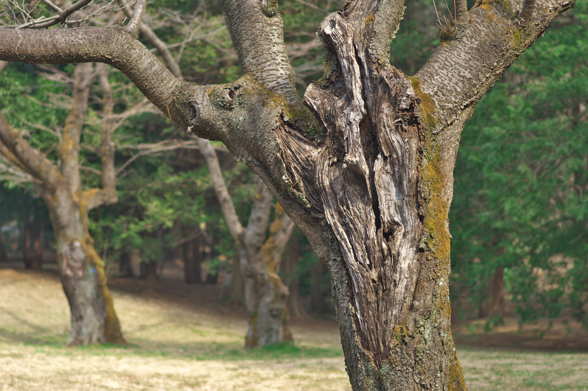 Pentax K-3 + Pentax smc FA 77mm 1.8 Limited sample photo. They are telling me something.... photography