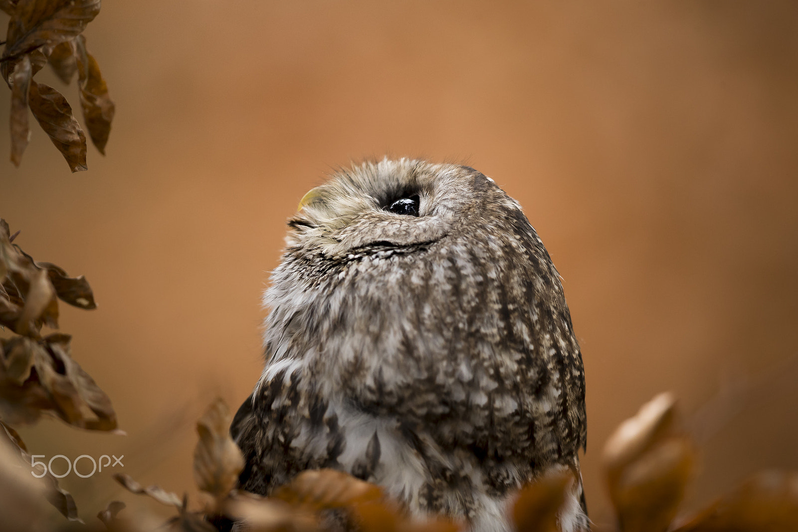 Canon EF 600mm F4L IS II USM sample photo. Barred owl photography