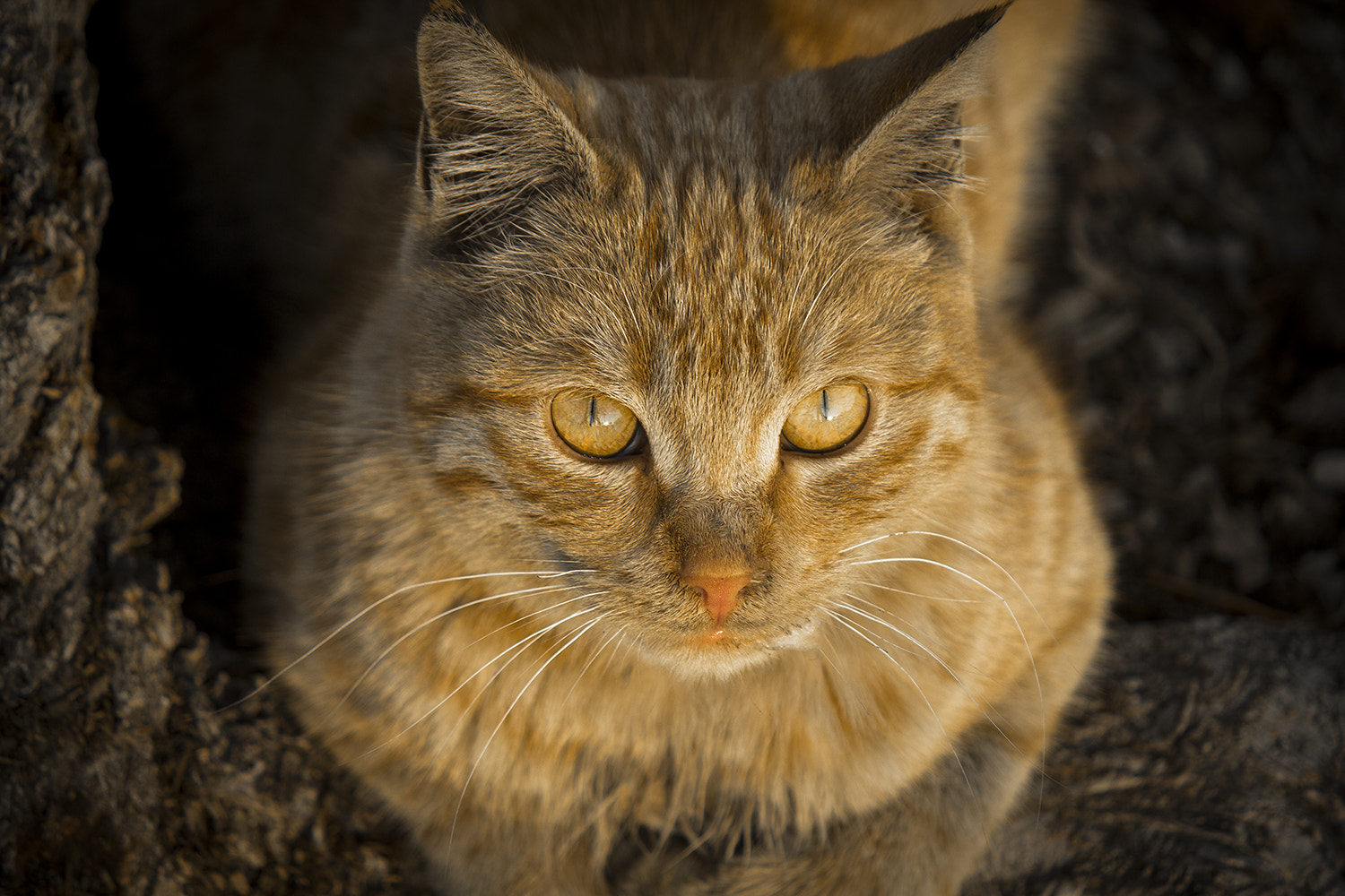 Canon EOS 600D (Rebel EOS T3i / EOS Kiss X5) sample photo. Catography! photography