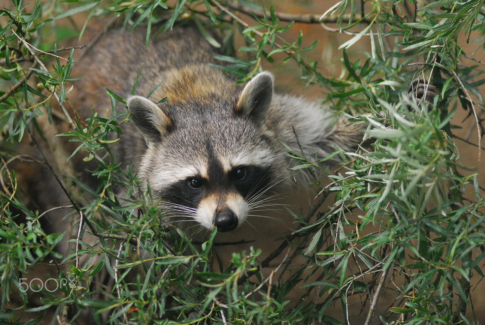 Nikon AF-Nikkor 80-200mm F2.8D ED sample photo. Racoon photography