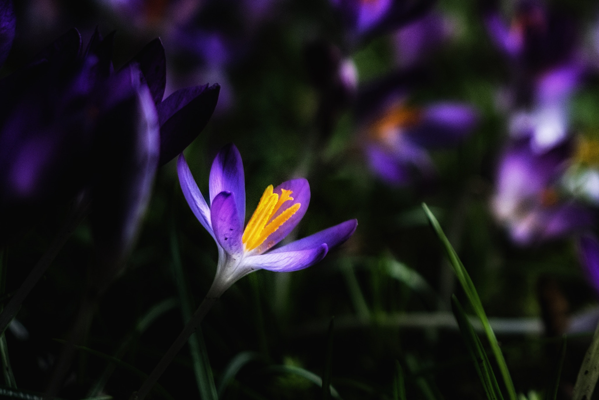 Fujifilm X-T10 + Fujifilm XF 27mm F2.8 sample photo. Croaked photography
