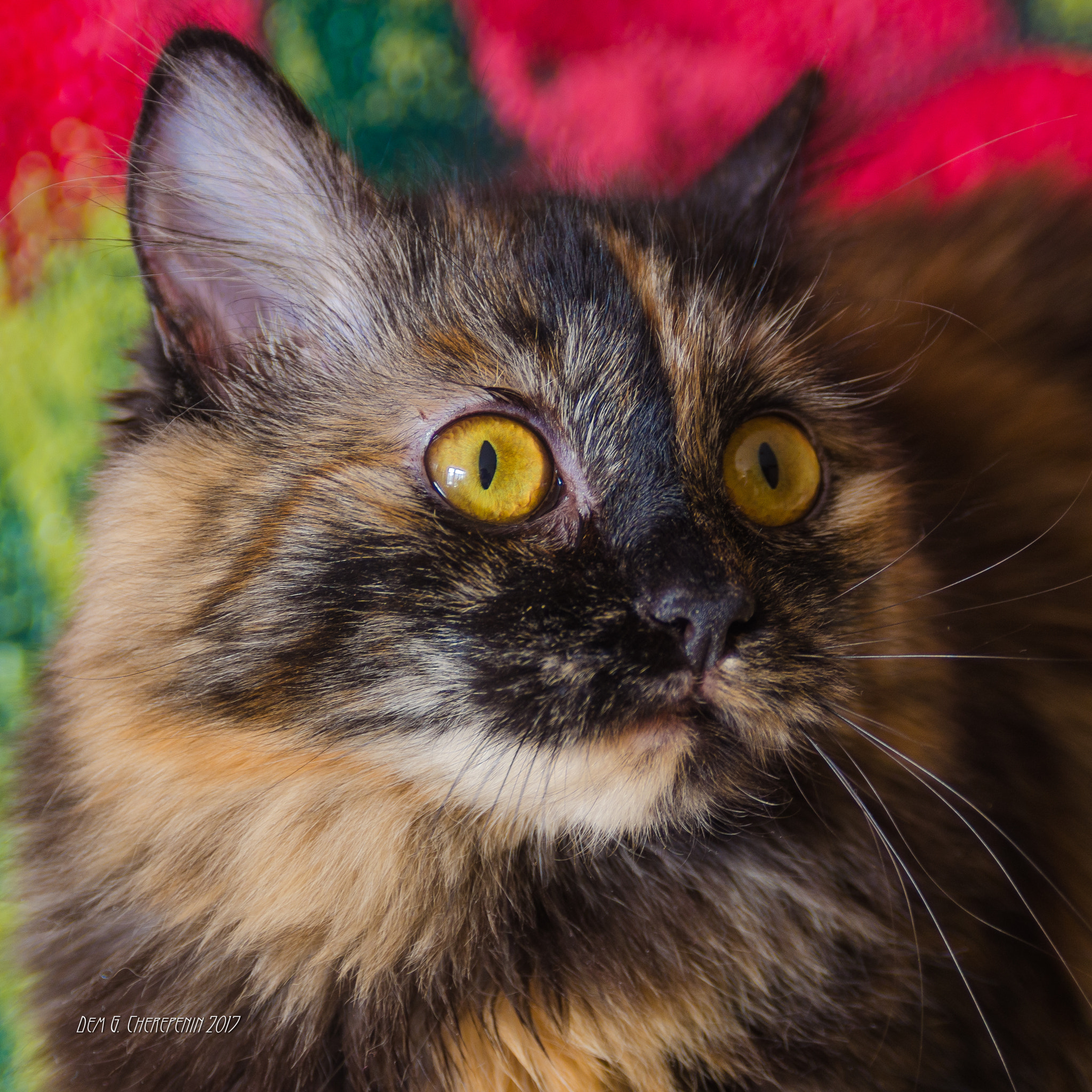 AF Zoom-Nikkor 28-105mm f/3.5-4.5D IF sample photo. Huntress photography