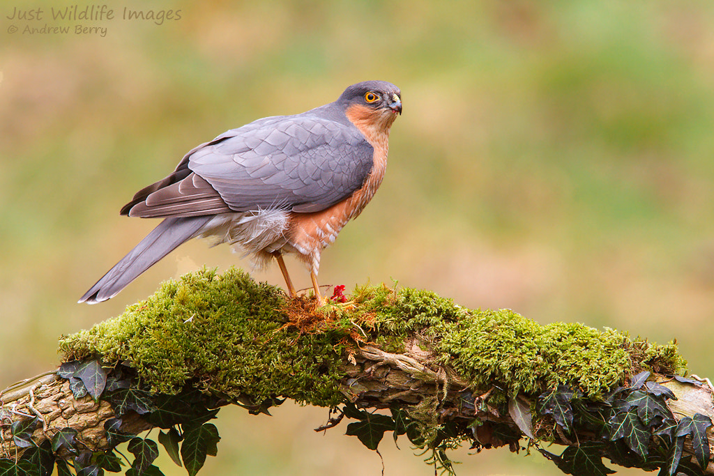 Canon EF 300mm F2.8L IS USM sample photo. Male sparrowhawk photography