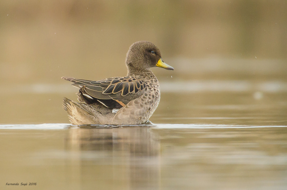 Nikon D7000 + Sigma 50-500mm F4.5-6.3 DG OS HSM sample photo. Xxtw photography