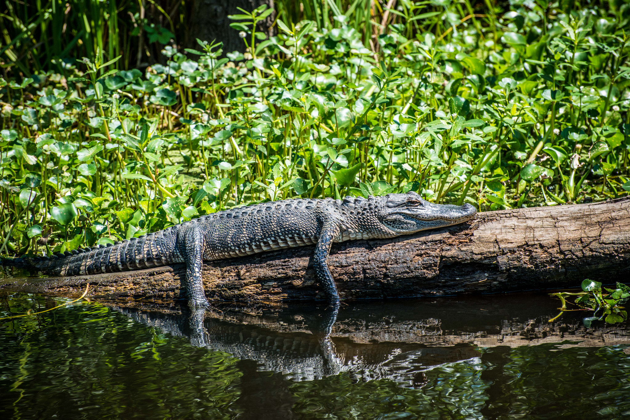 Nikon D800 sample photo. Louisana swamp alligator photography