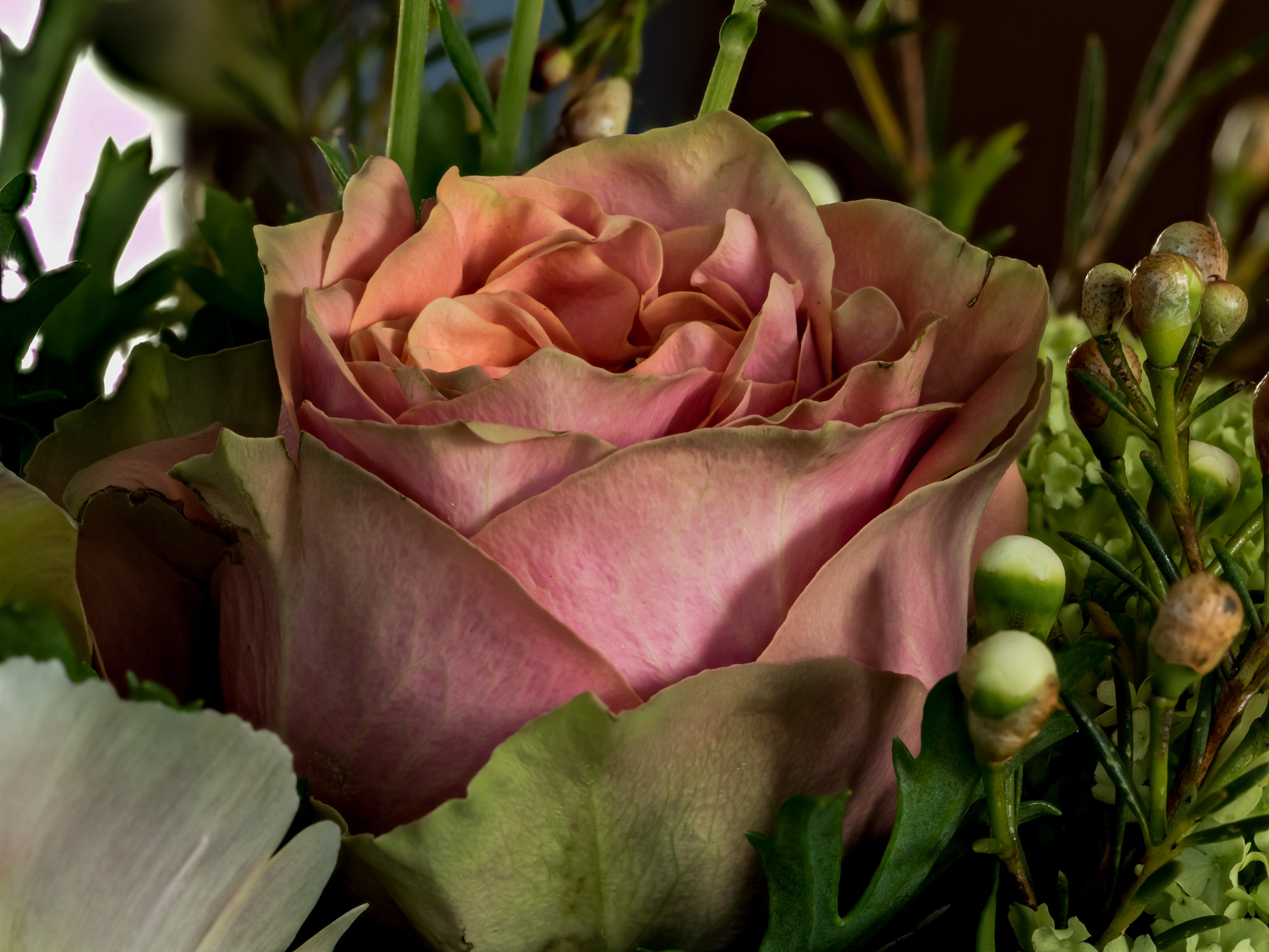 Olympus M.Zuiko Digital ED 60mm F2.8 Macro sample photo. A old pink rose photography