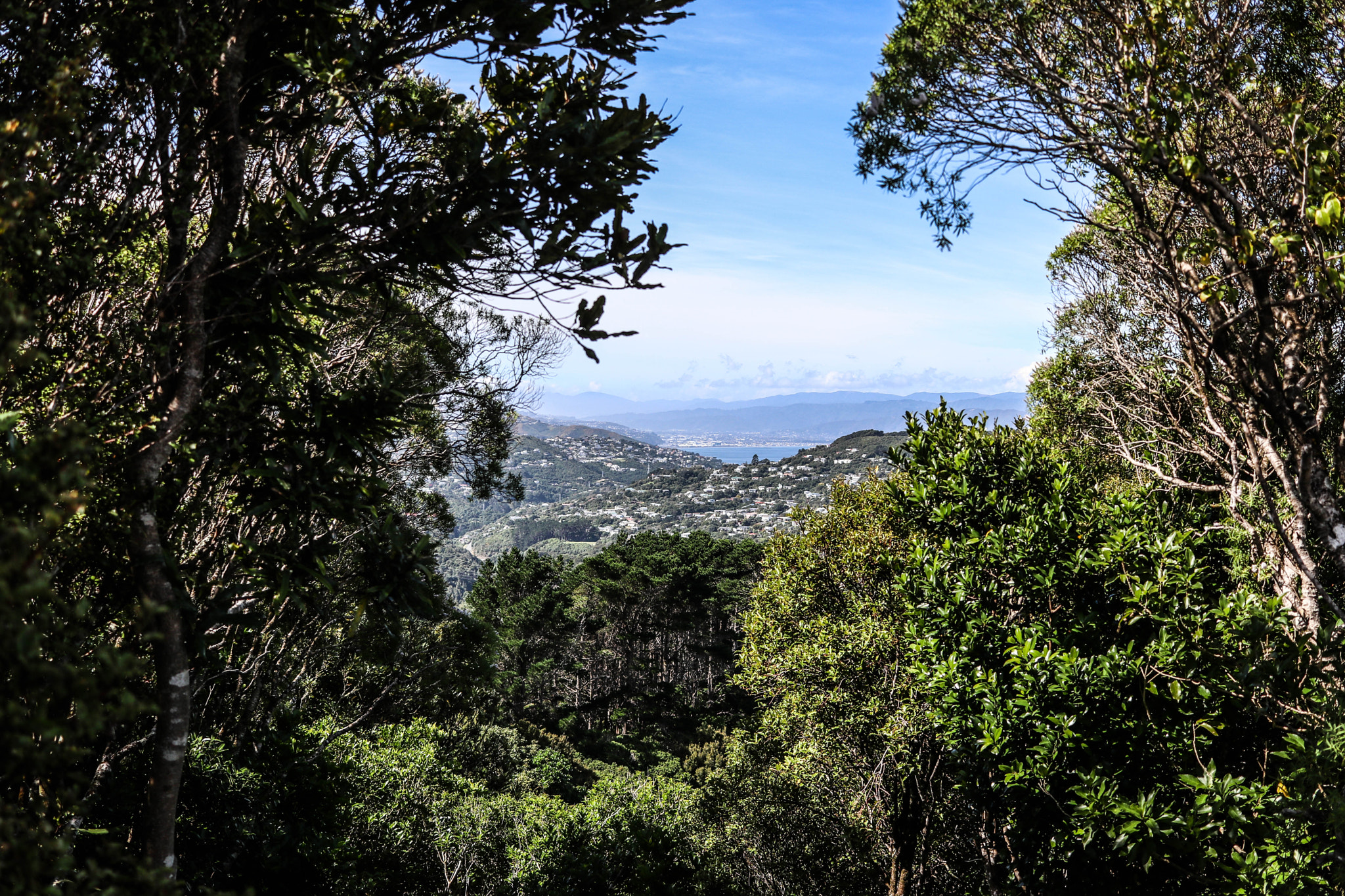 Canon EF-S 24mm F2.8 STM sample photo. Through the trees photography