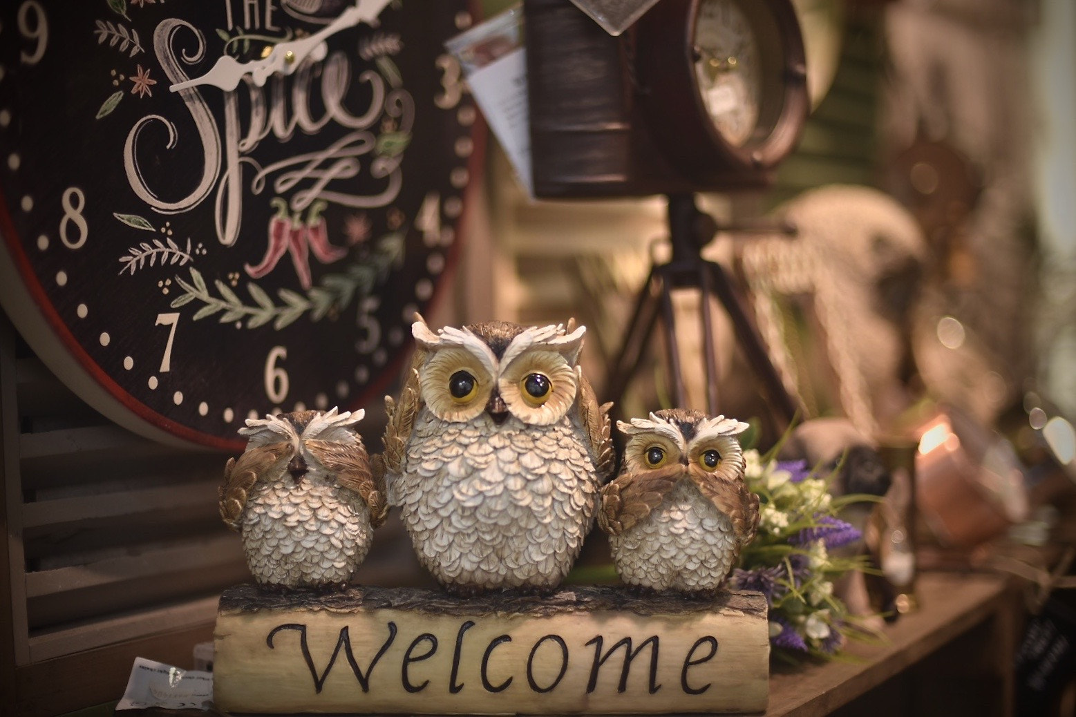 Nikon D750 + AF Nikkor 50mm f/1.8 sample photo. Owl photography