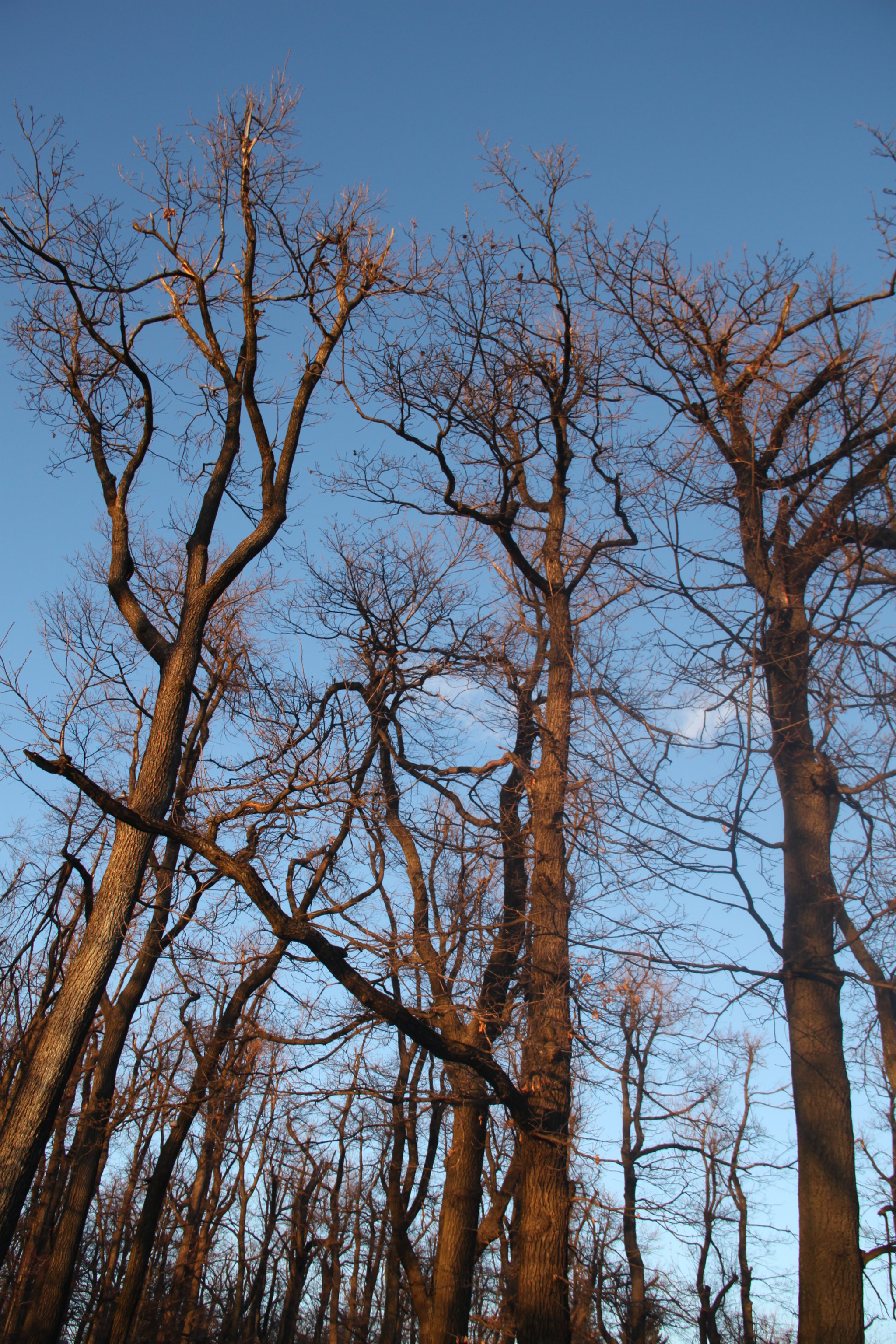 Canon EF-S 18-135mm F3.5-5.6 IS sample photo. Treesome photography
