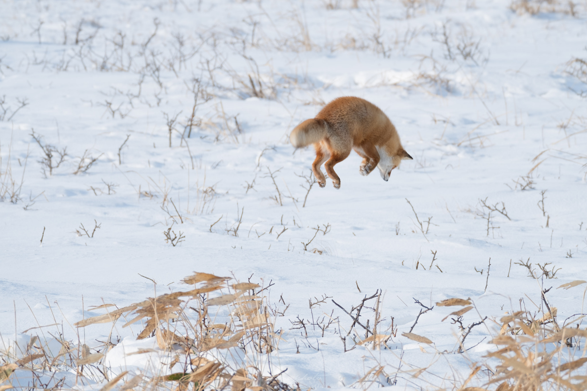 XF100-400mmF4.5-5.6 R LM OIS WR + 1.4x sample photo. Jumping! photography