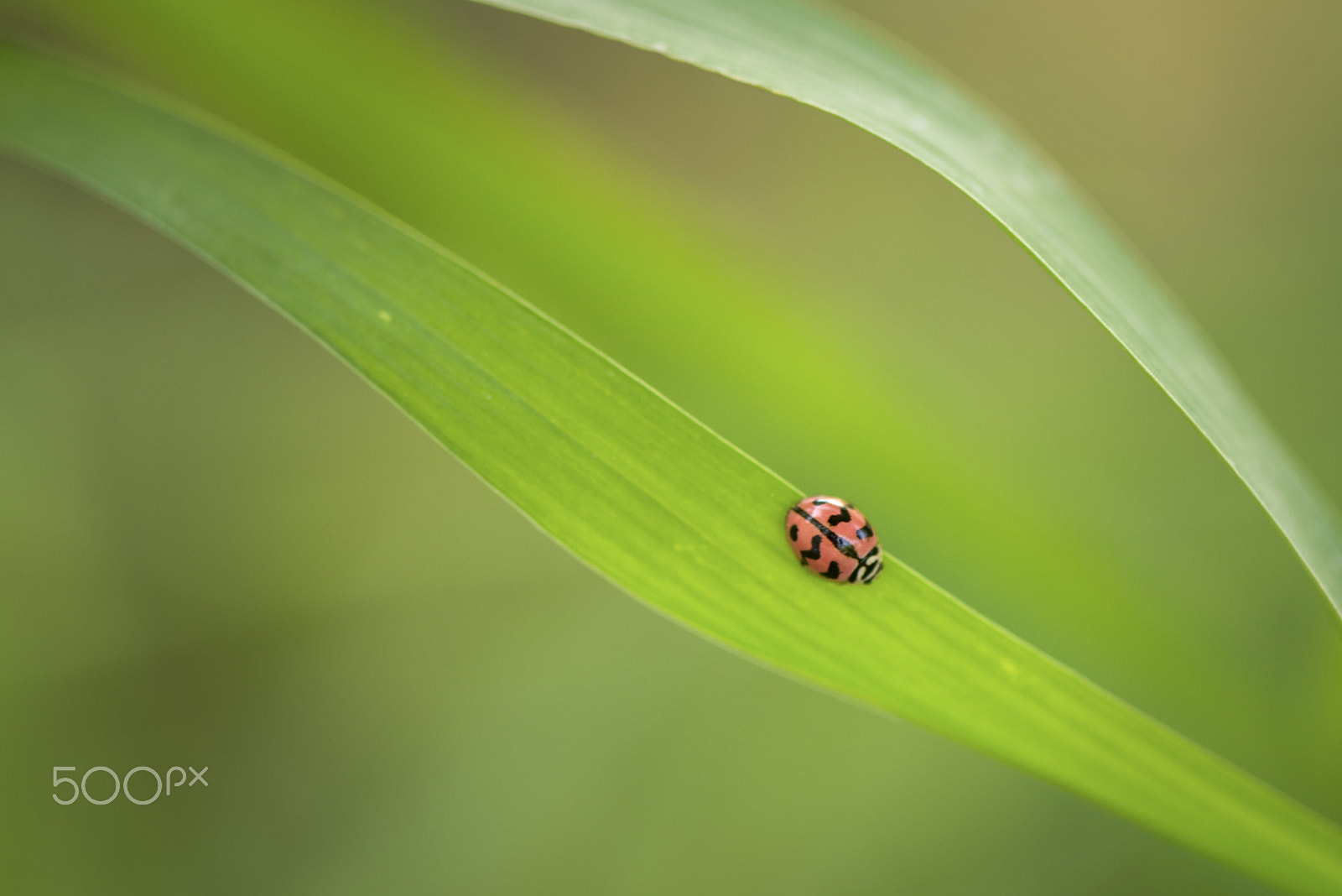 Nikon AF-S Micro-Nikkor 105mm F2.8G IF-ED VR sample photo. Ladybird photography